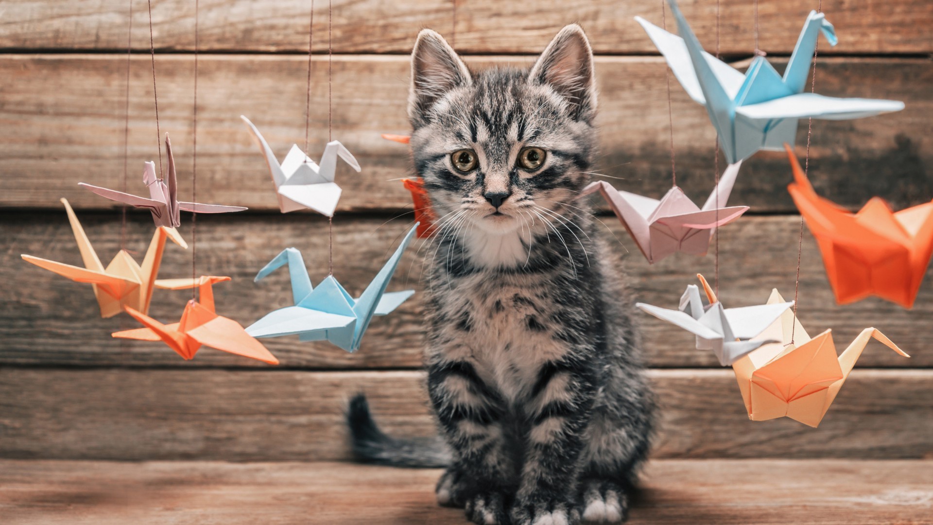 Kitten surrounded by colorful origami cranes HD Wallpaper