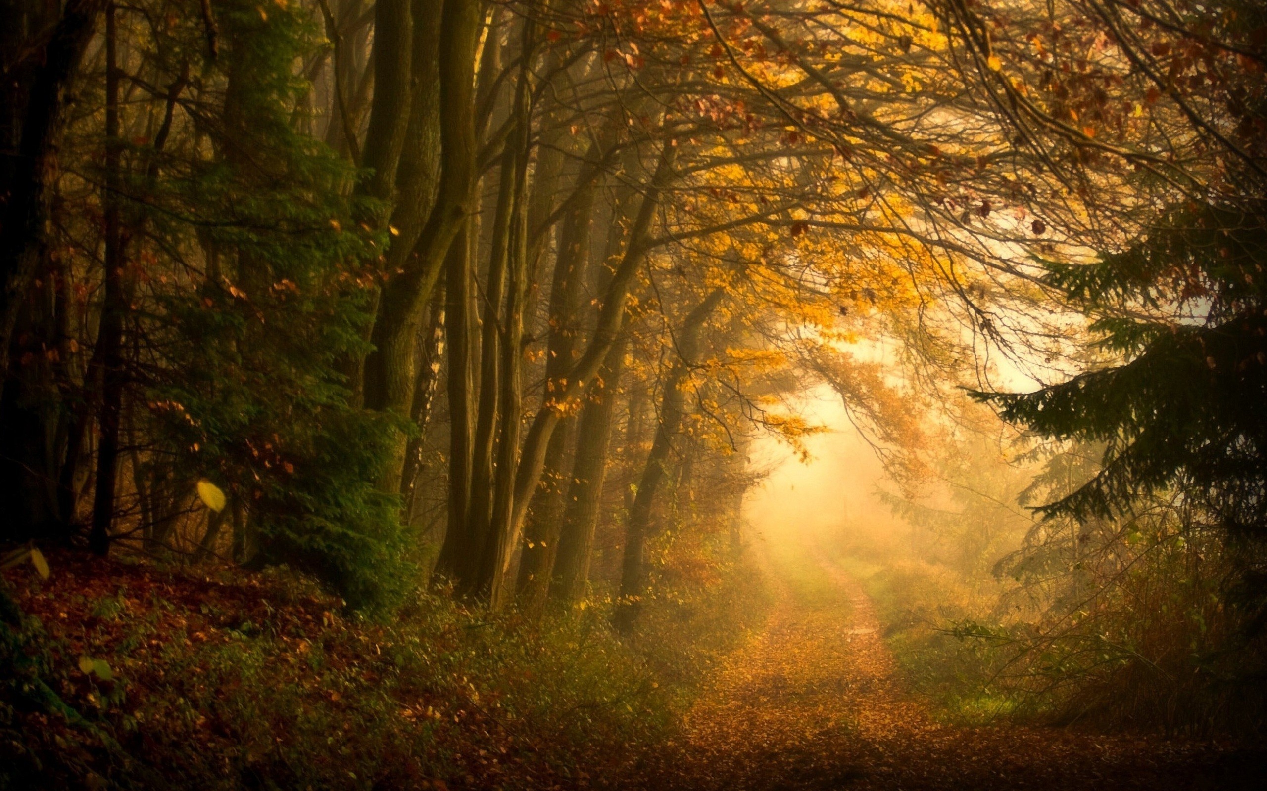 Autumn forest path with fallen leaves and mist HD Wallpaper