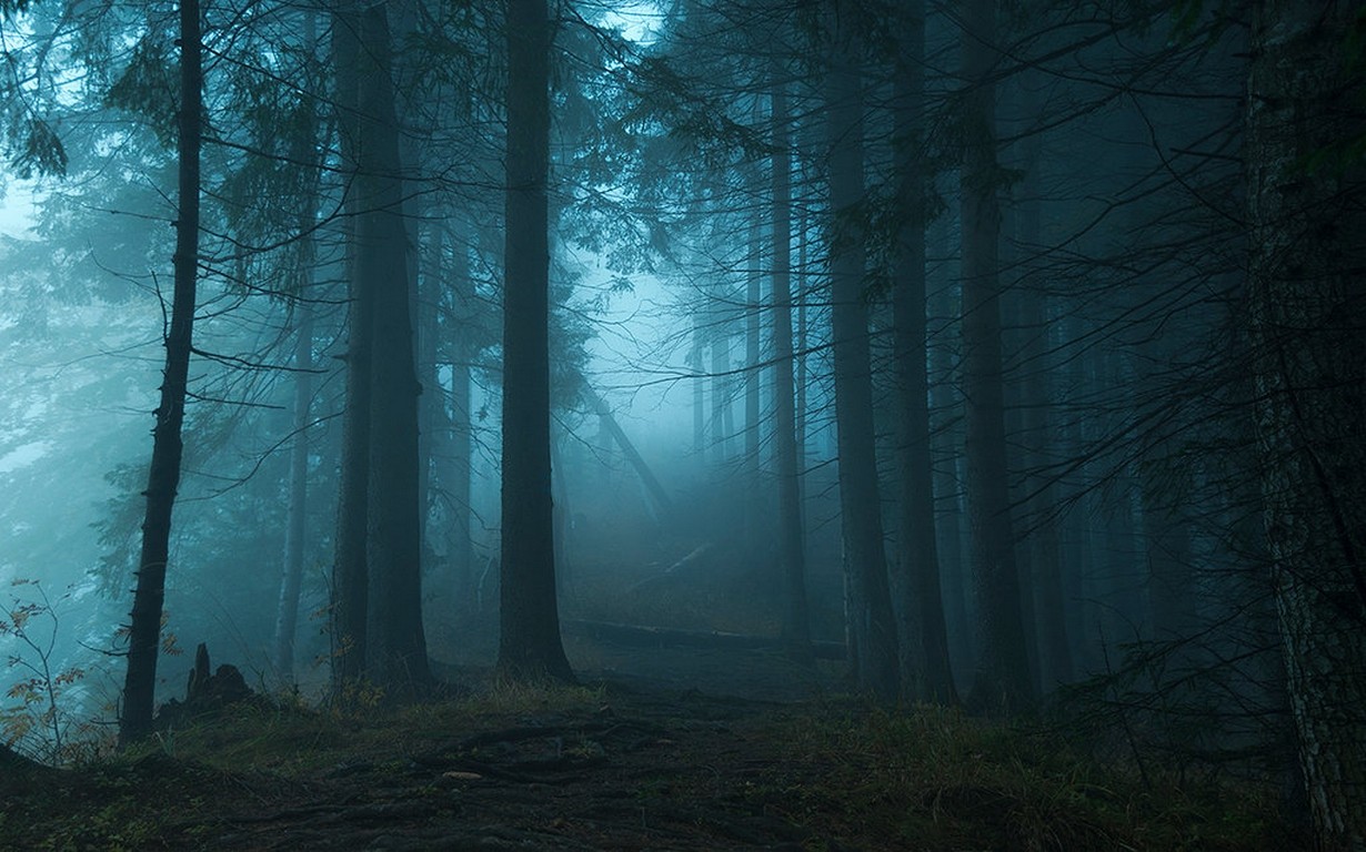 Misty forest path in Poland in the morning HD Wallpaper