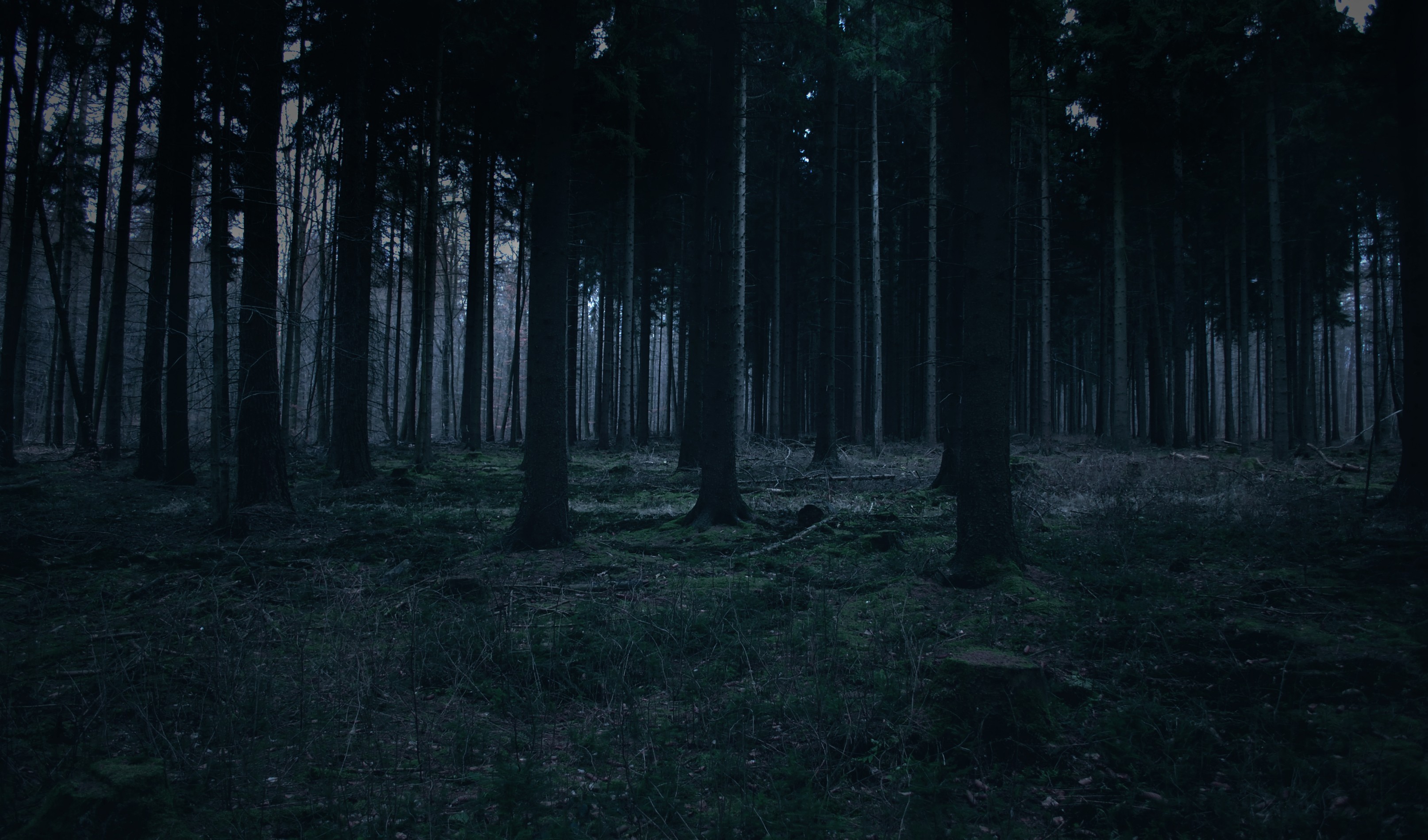 Dark forest with tall trees and mossy ground HD Wallpaper