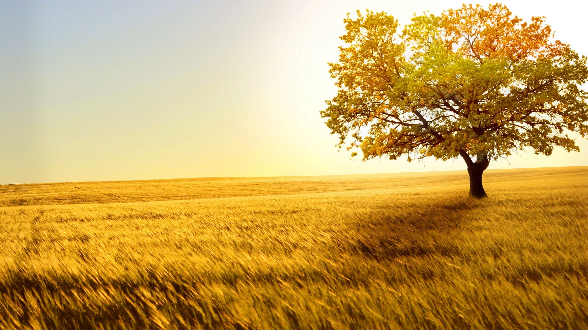 A lone tree in a golden wheat field during fall HD Wallpaper