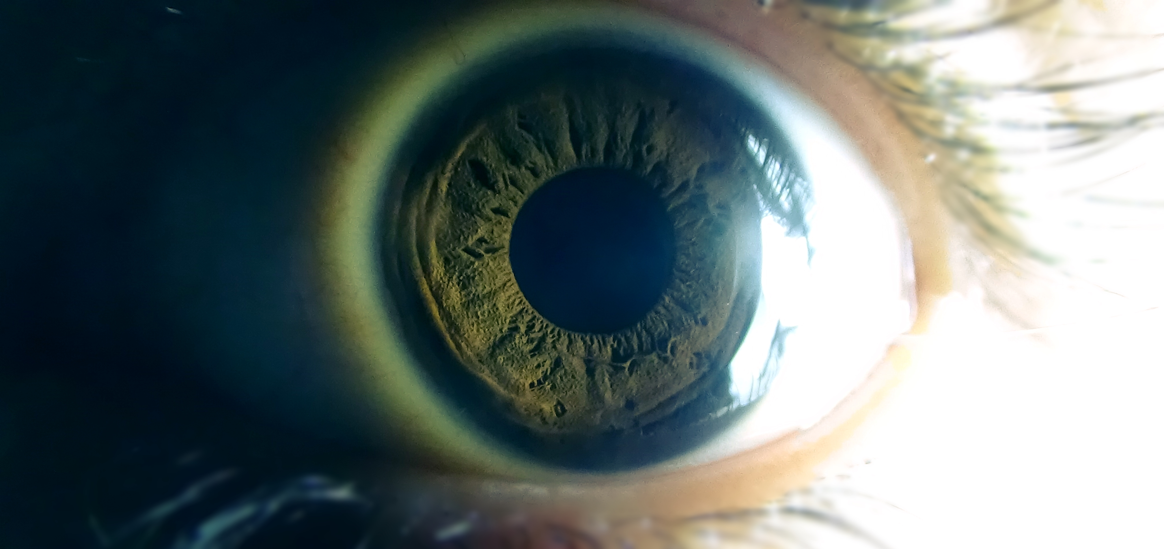 Extreme close-up of a human eye with green iris HD Wallpaper