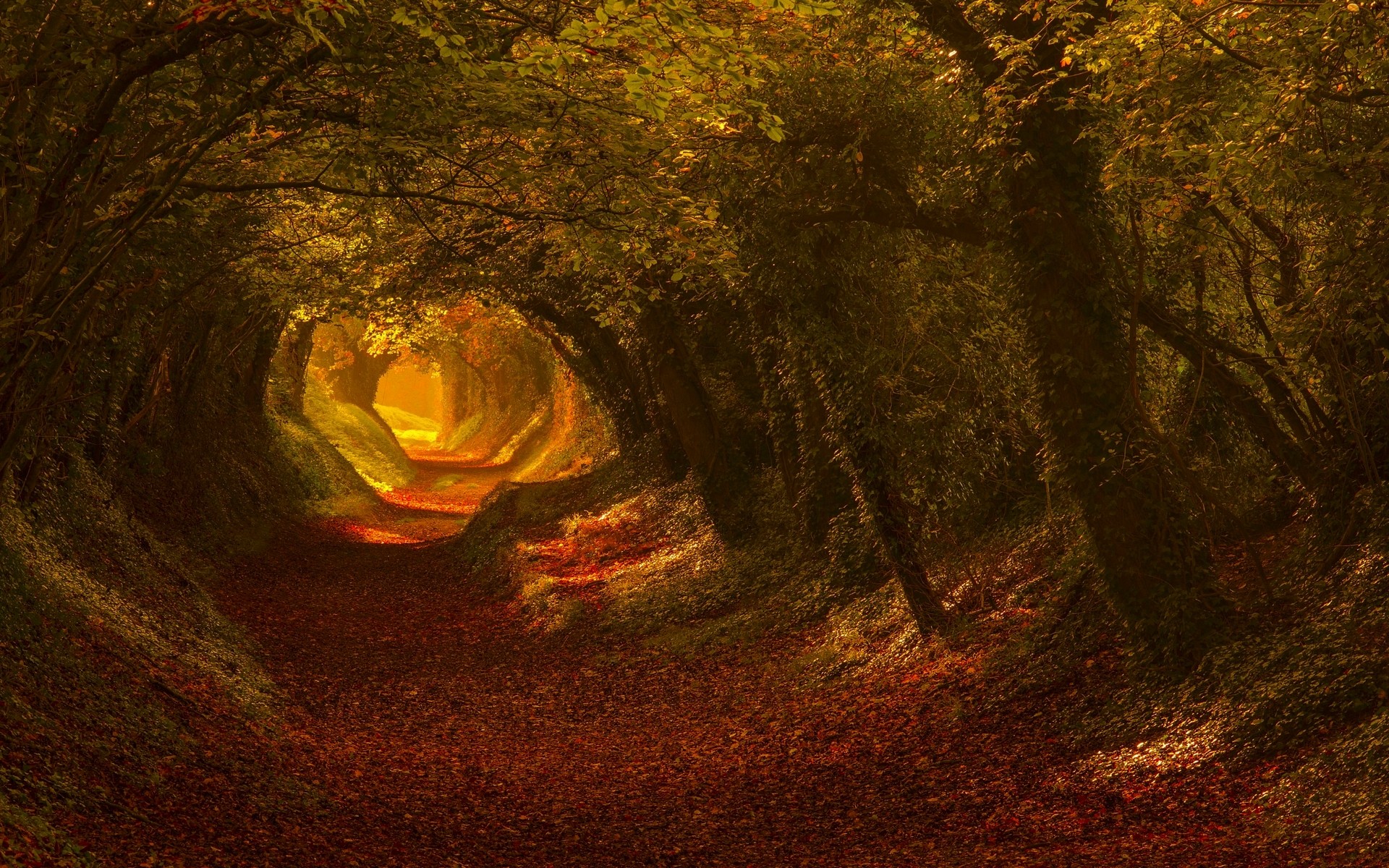 Autumn tunnel of trees with sunlight filtering through HD Wallpaper