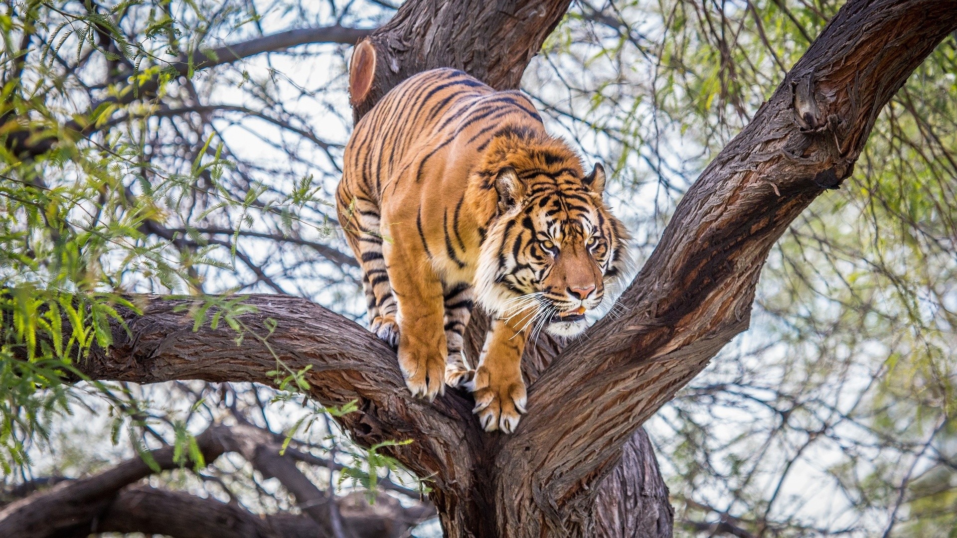 Tiger climbing on a tree in the wild HD Wallpaper