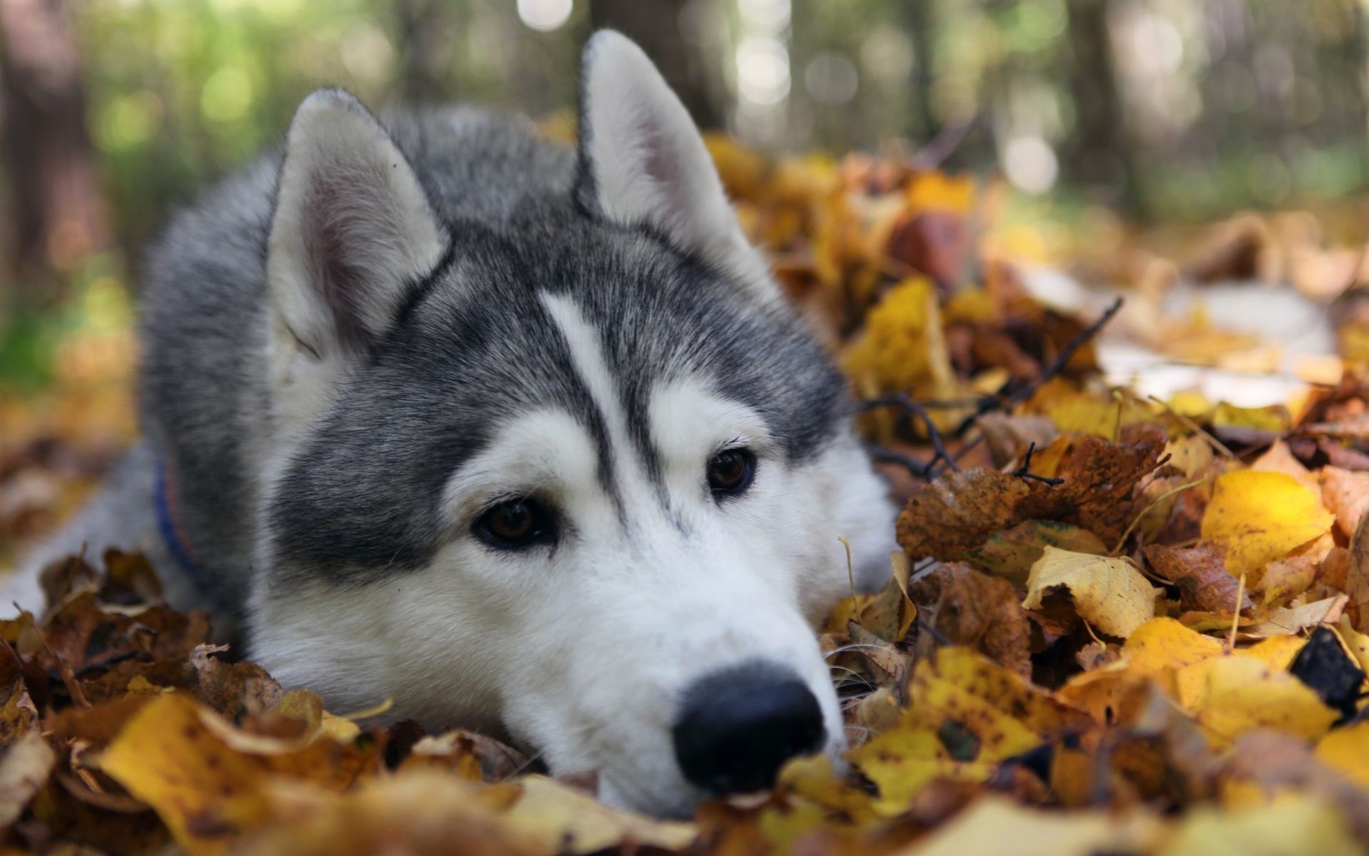 Siberian Husky dog lying in autumn leaves HD Wallpaper