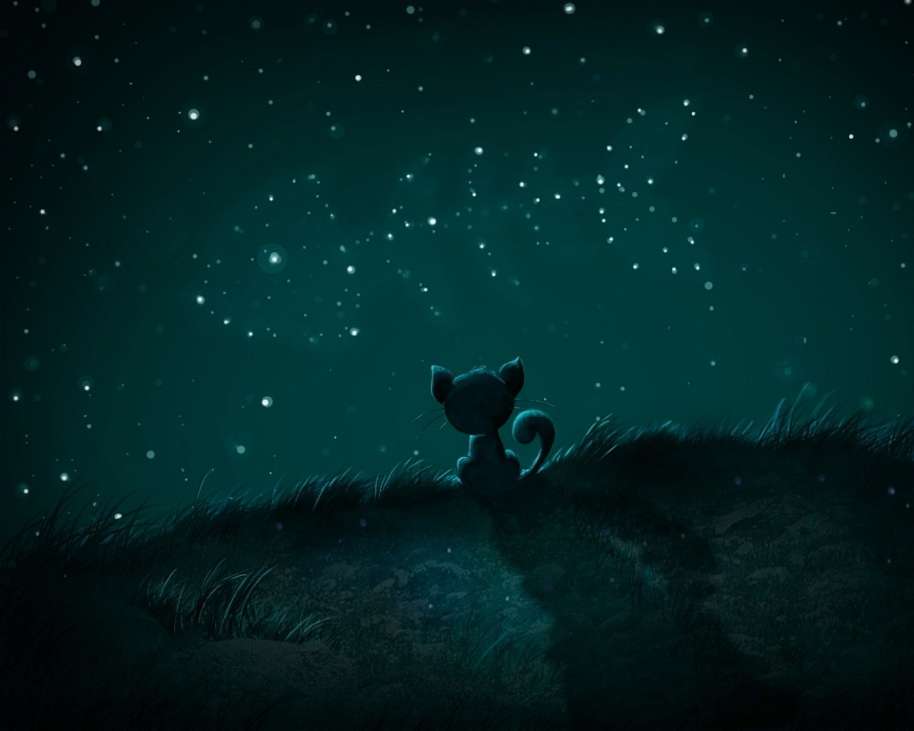 A cat looks at the starry night sky HD Wallpaper