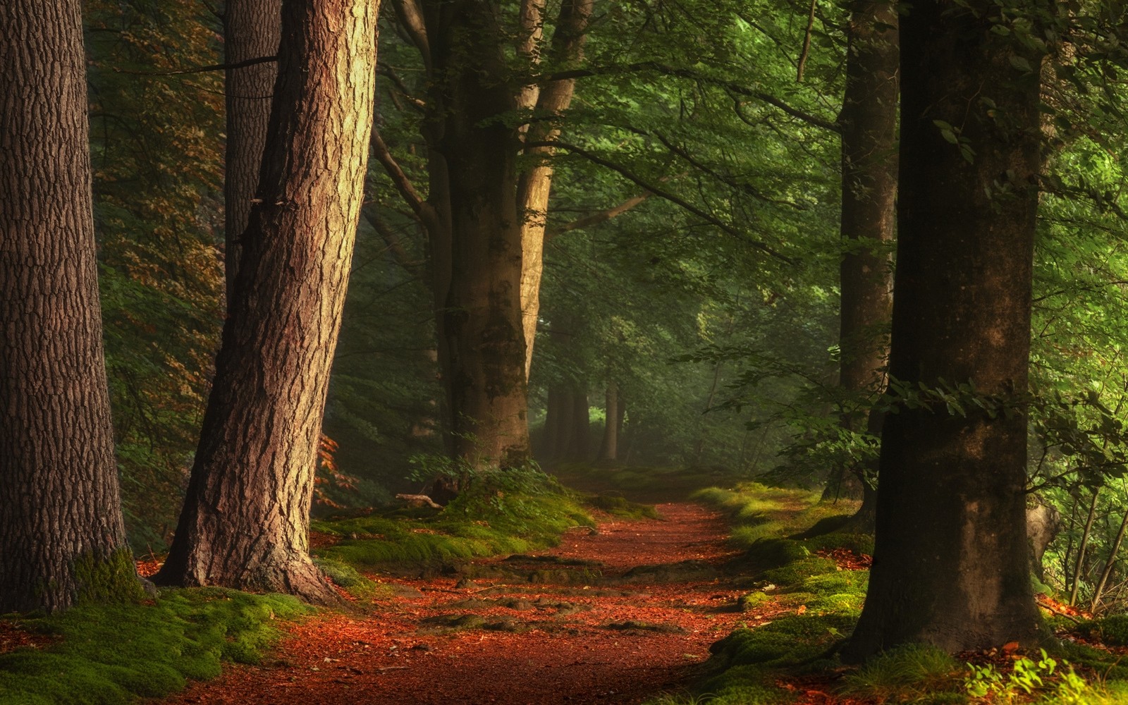 A peaceful path through a sunlit forest HD Wallpaper