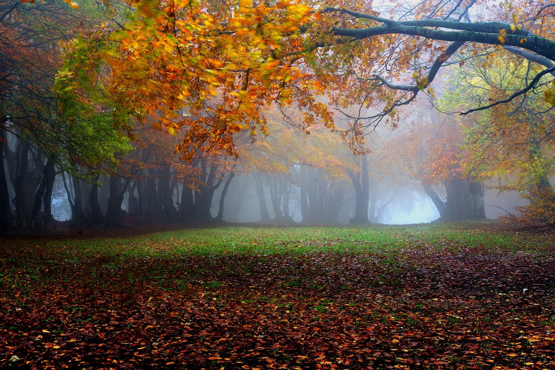 Misty autumn forest with fallen leaves and green grass HD Wallpaper