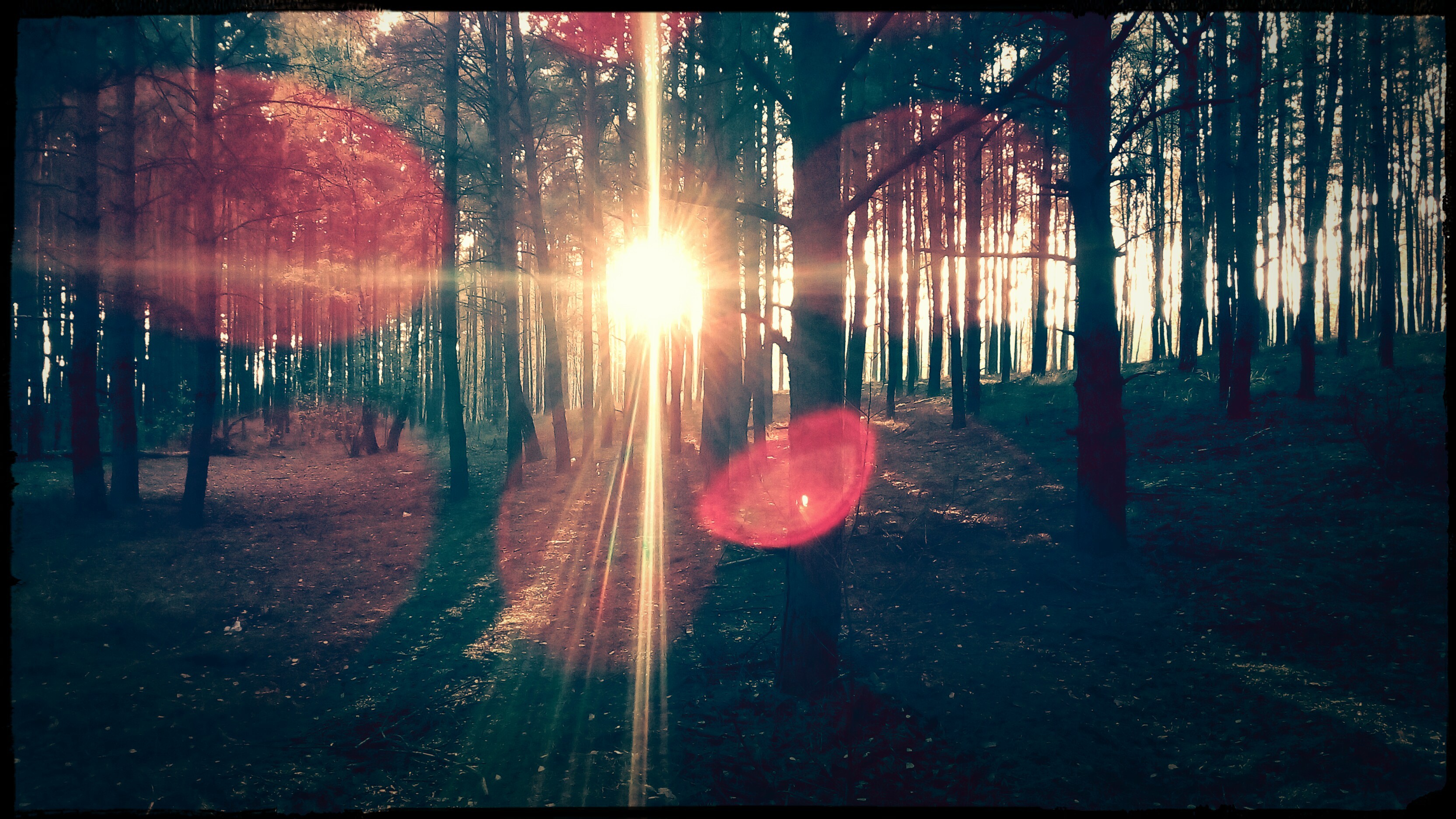 Sunlight shining through a forest of trees HD Wallpaper