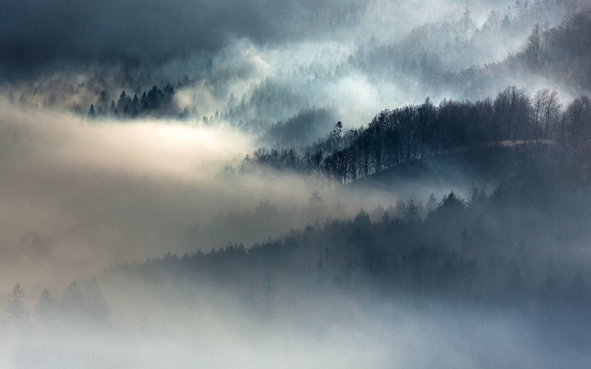 Misty forest landscape with trees on mountains HD Wallpaper