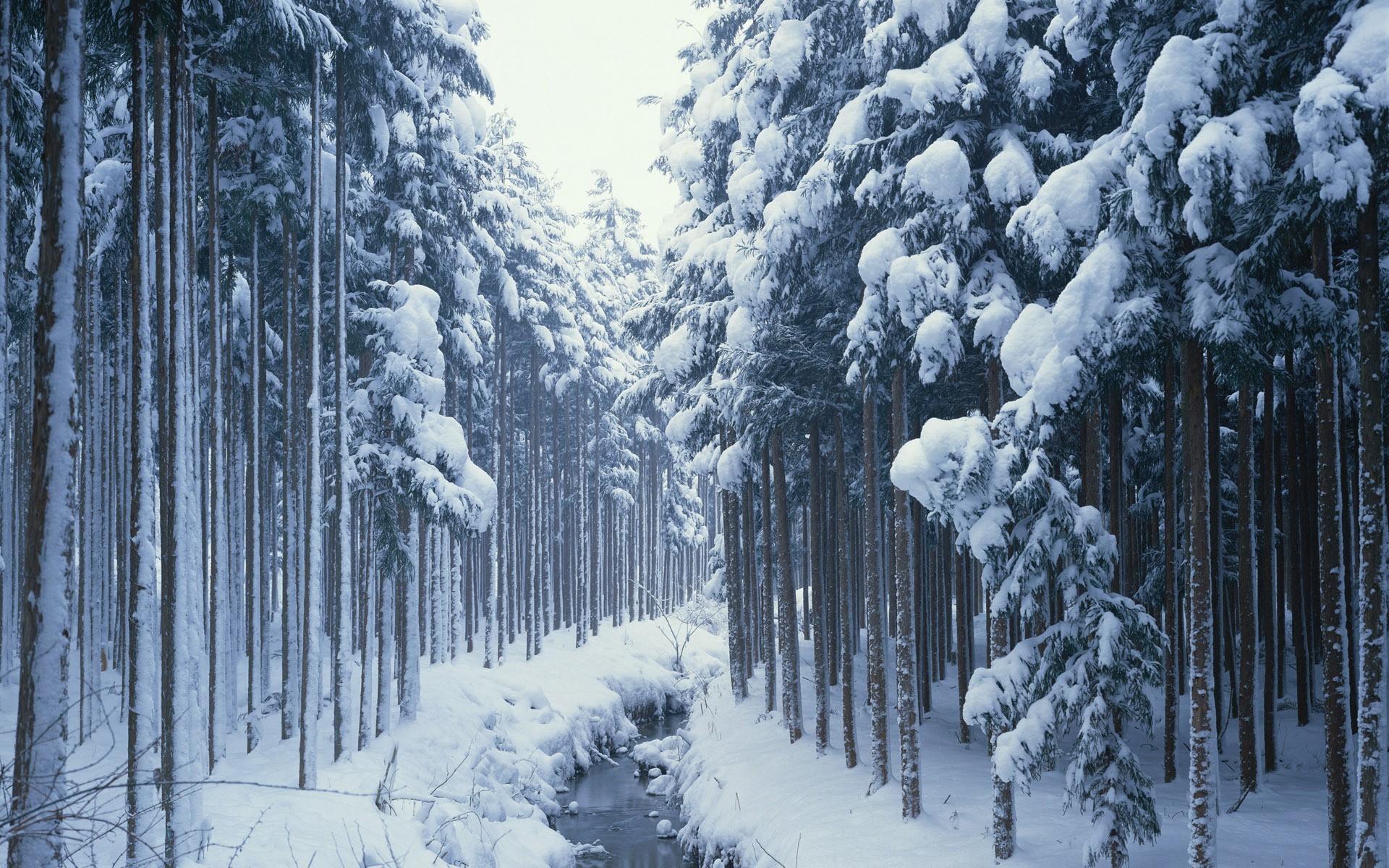 Snow covered trees line a path with a frozen river HD Wallpaper
