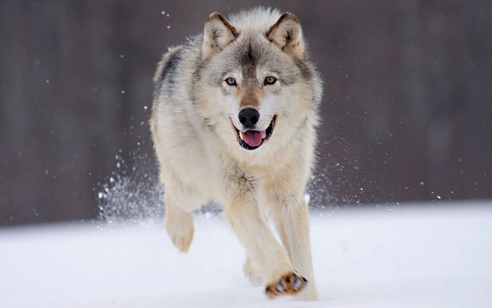 A wolf runs through the snow HD Wallpaper