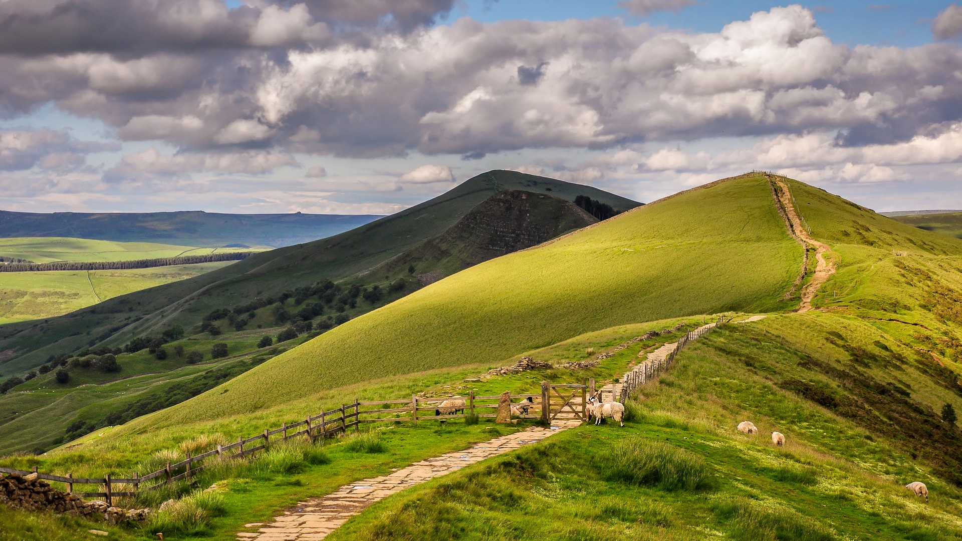 Sheep on a grassy hill path with mountains HD Wallpaper