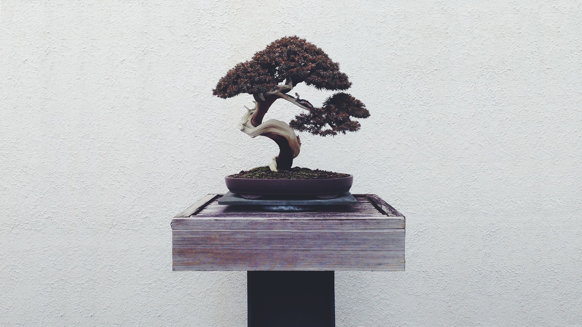 Bonsai tree on a wooden stand HD Wallpaper