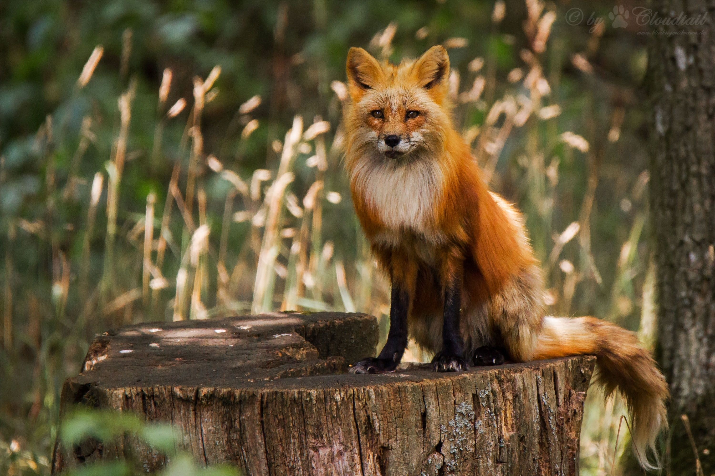 Red fox sitting on a tree stump in a forest HD Wallpaper