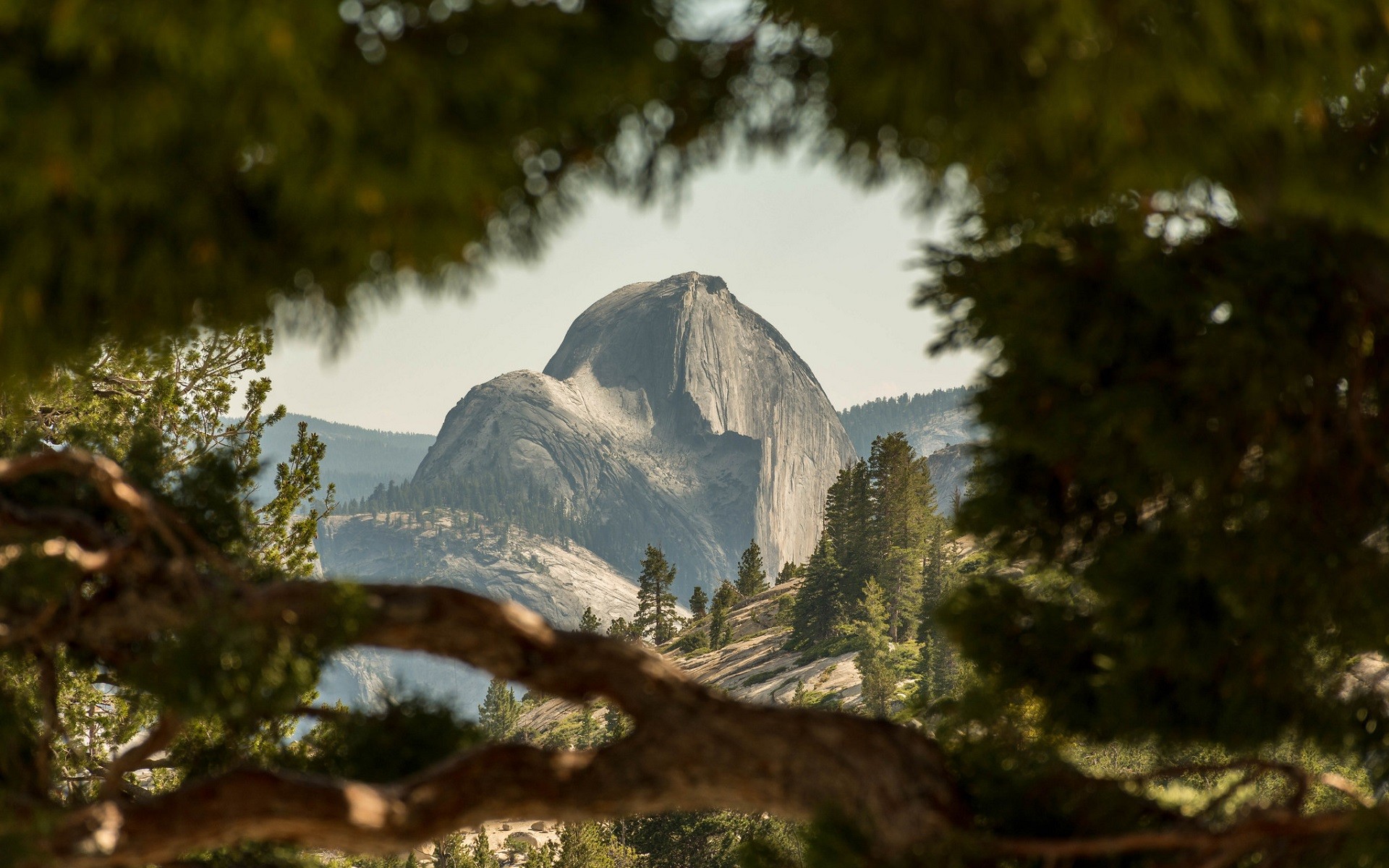 Half Dome in Yosemite National Park through trees HD Wallpaper
