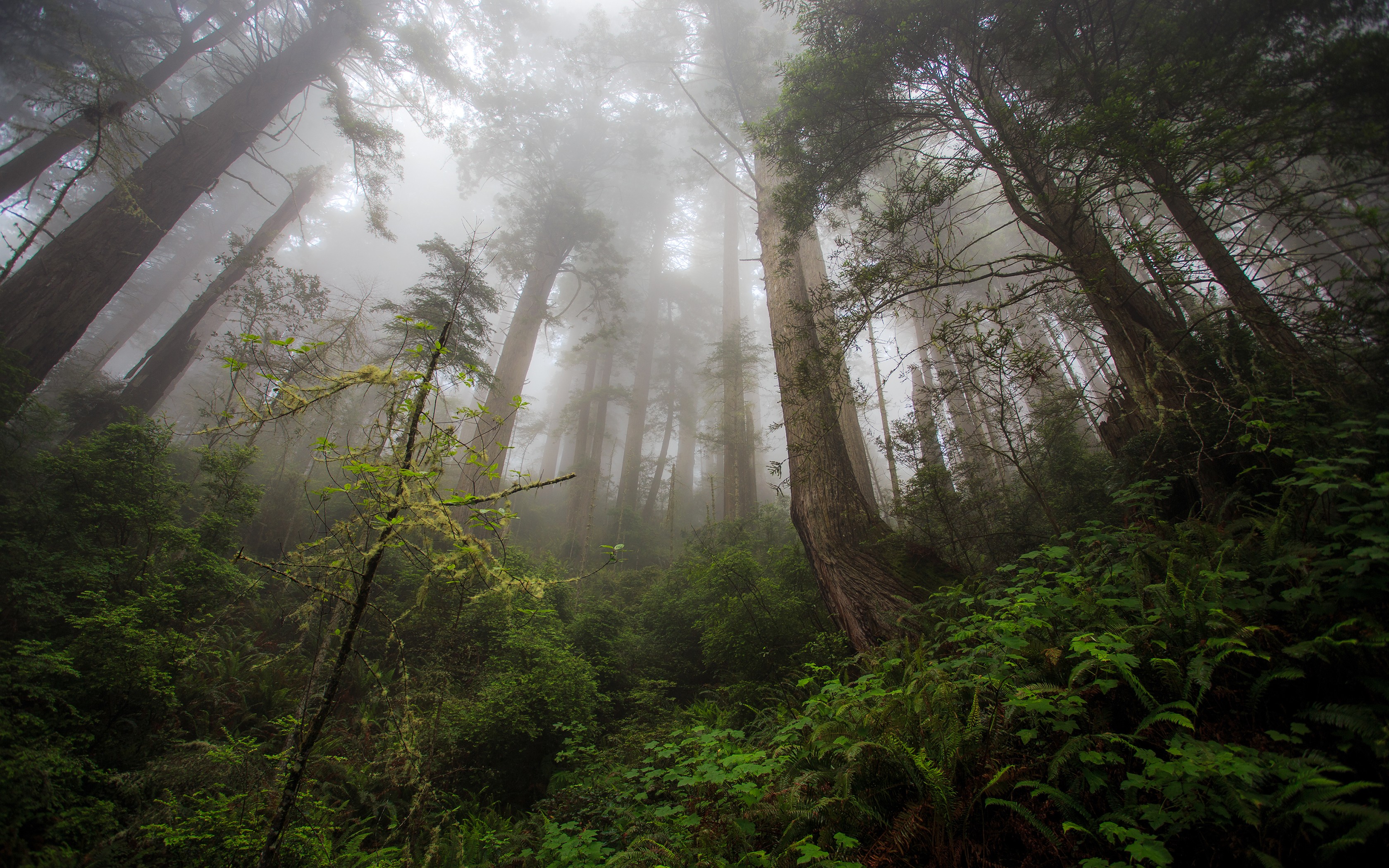 Misty redwood forest with tall trees and green undergrowth HD Wallpaper