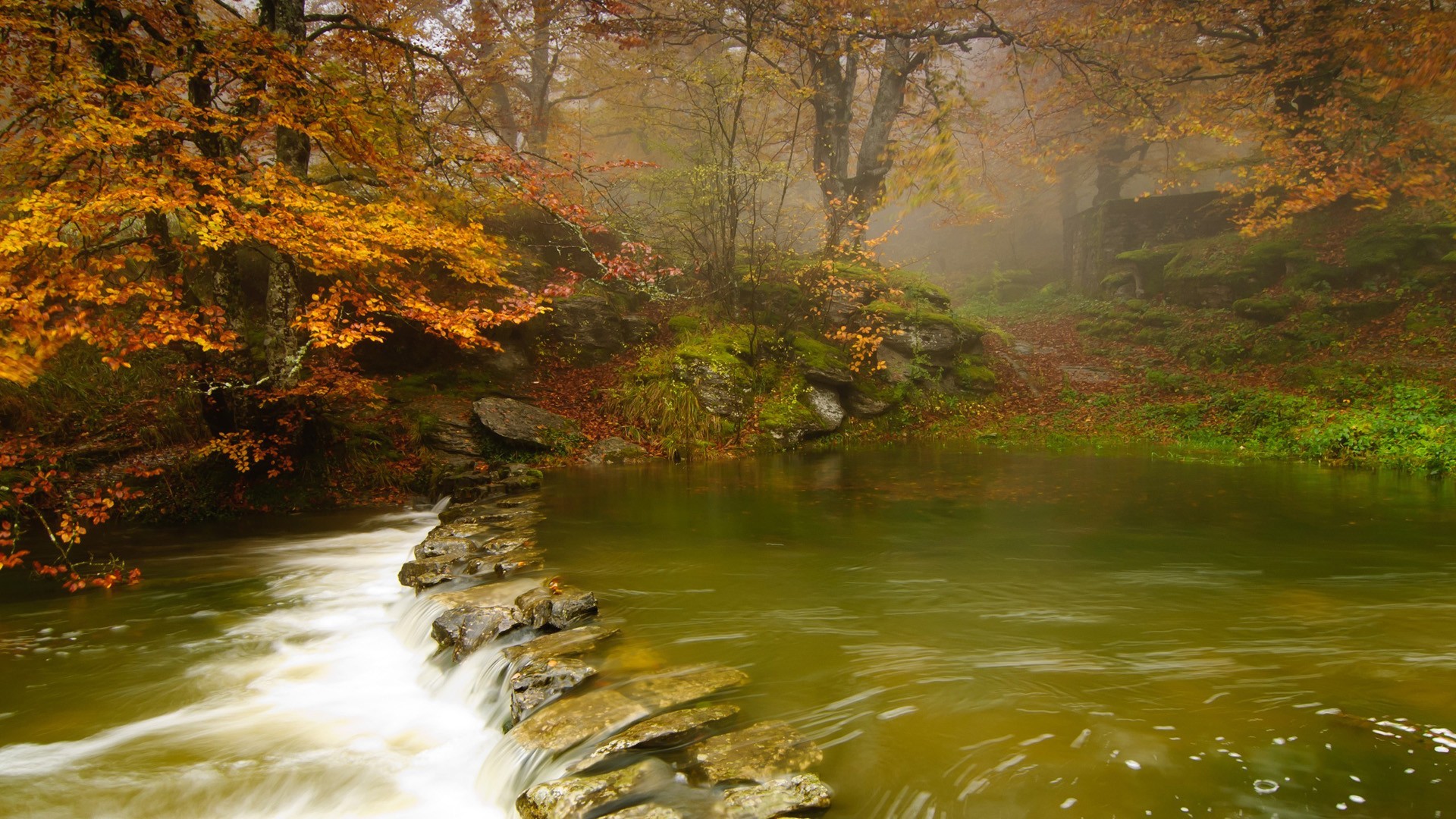Autumn forest with a river and stones HD Wallpaper
