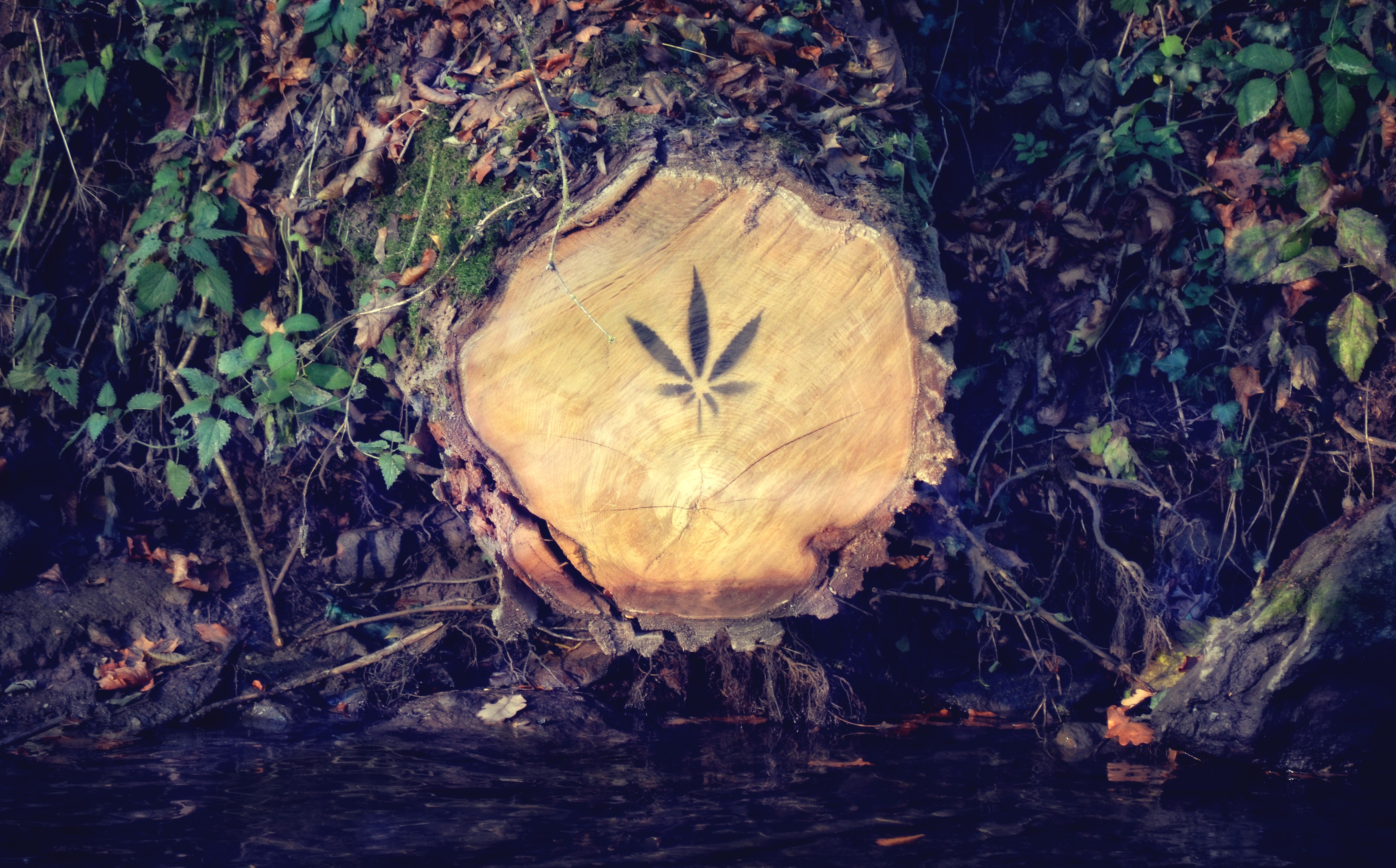 Cannabis leaf stencil on a tree stump HD Wallpaper