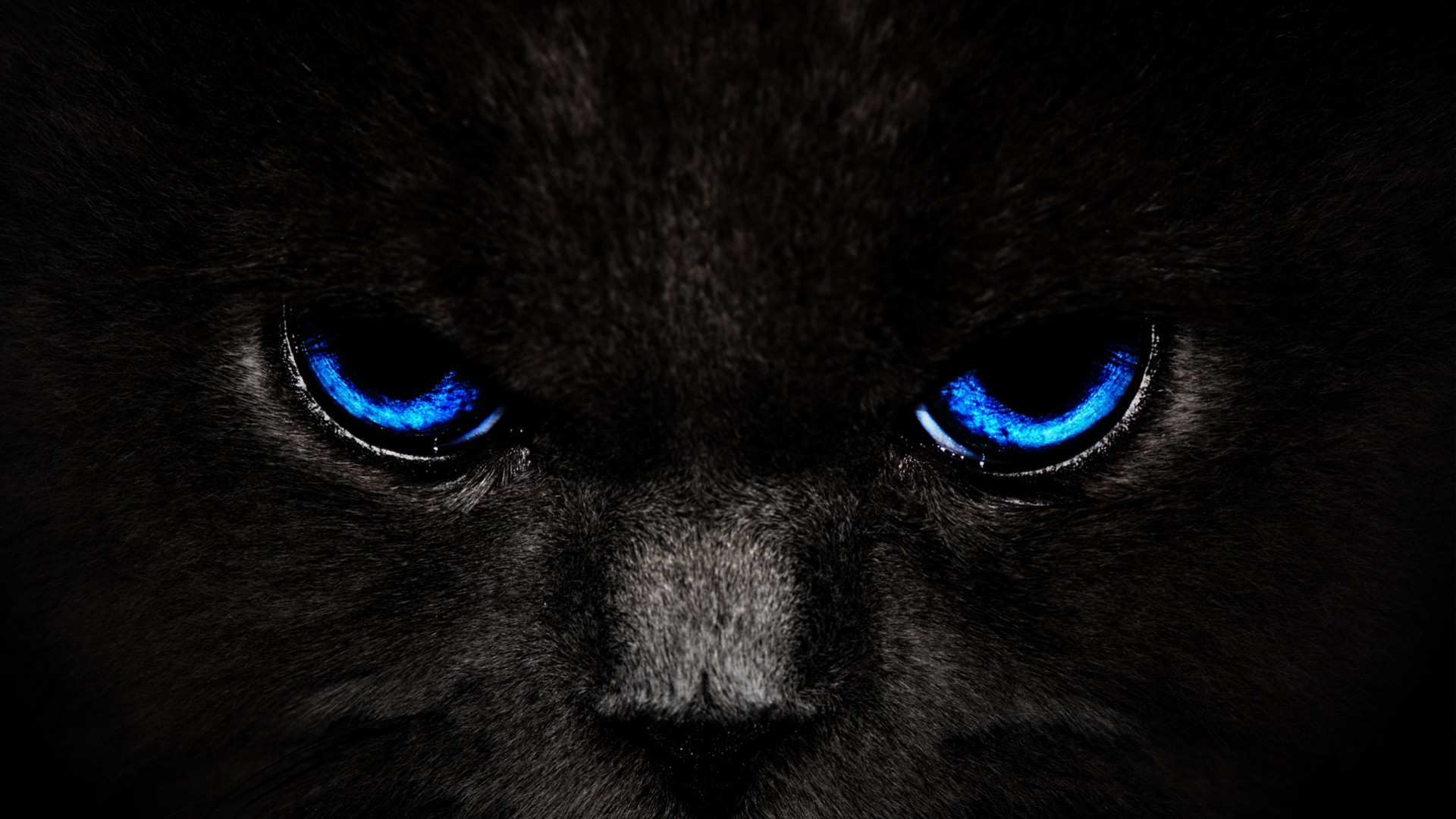 Close-up of a black cat's piercing blue eyes HD Wallpaper