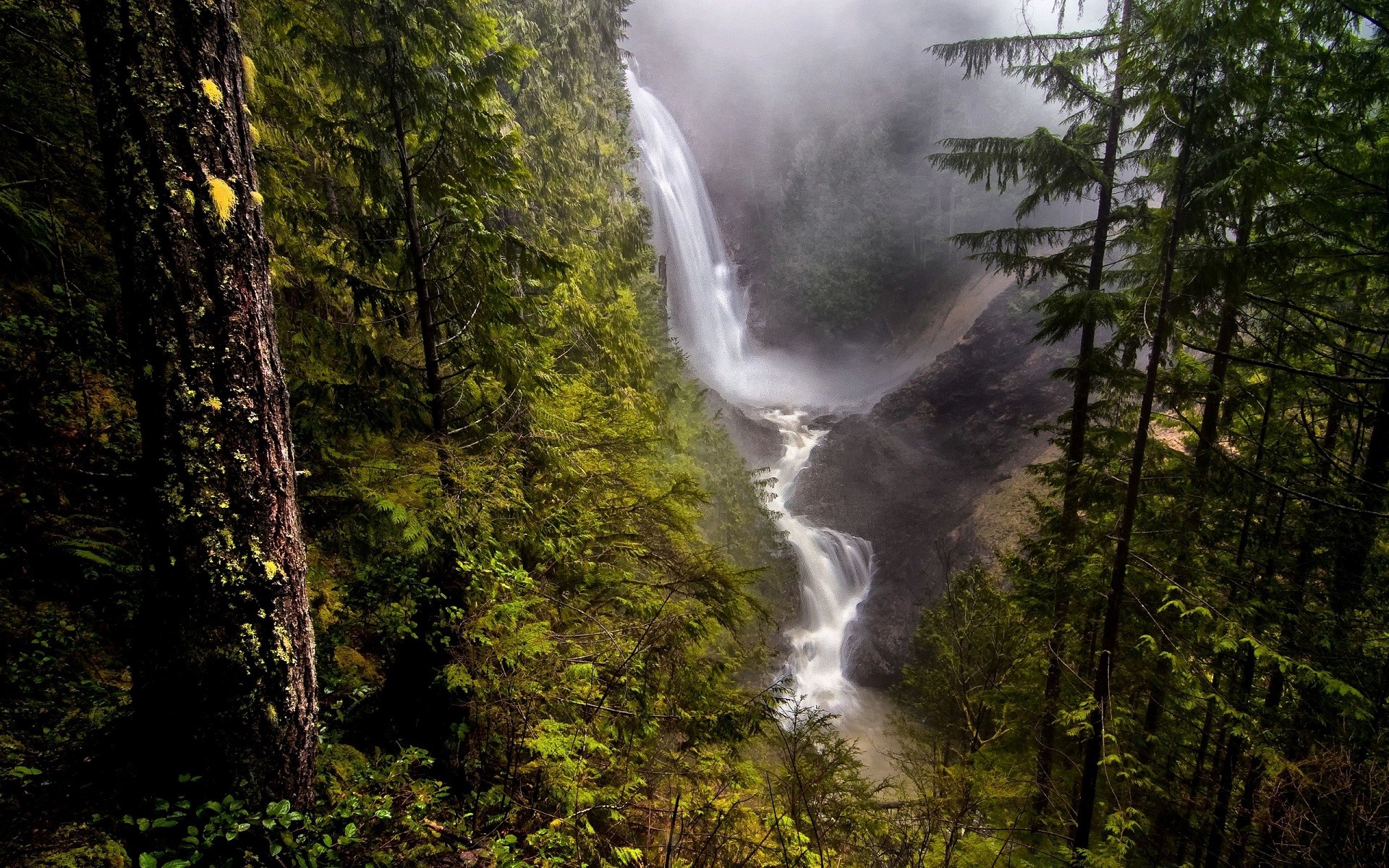 Waterfall in a misty forest with tall trees HD Wallpaper