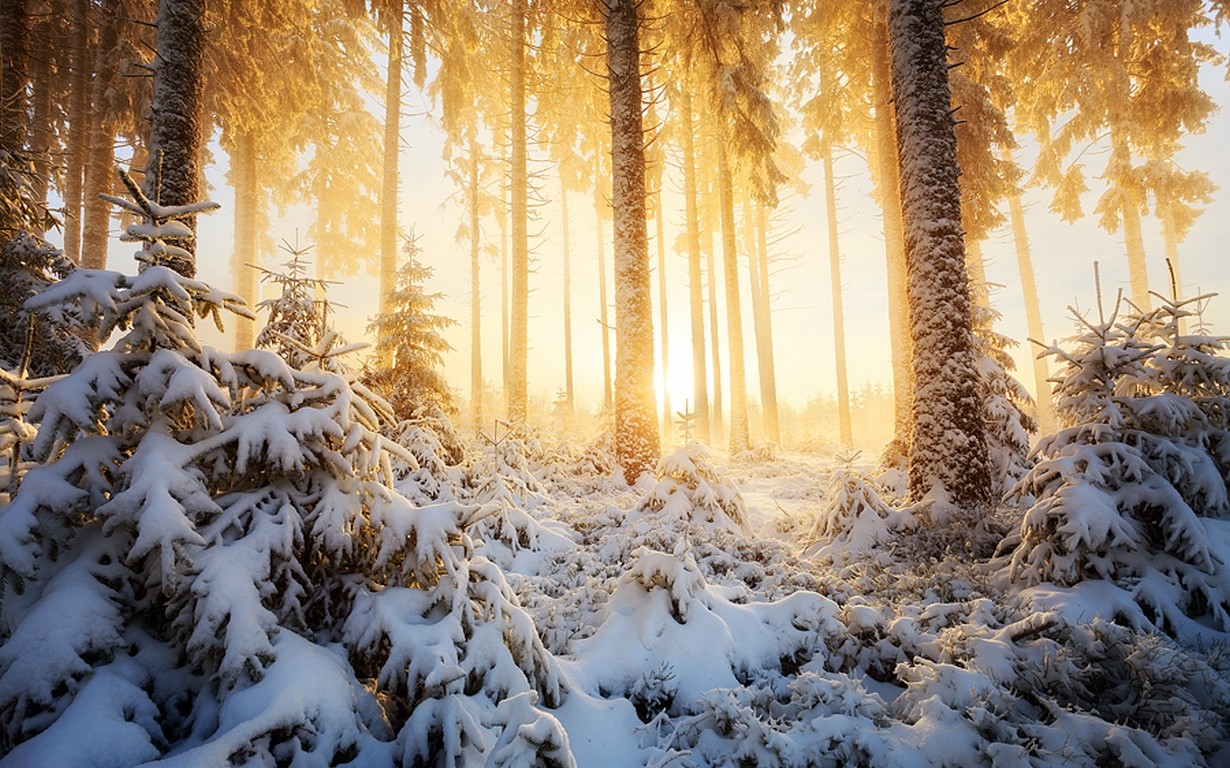 Winter forest with snow and sunlight HD Wallpaper