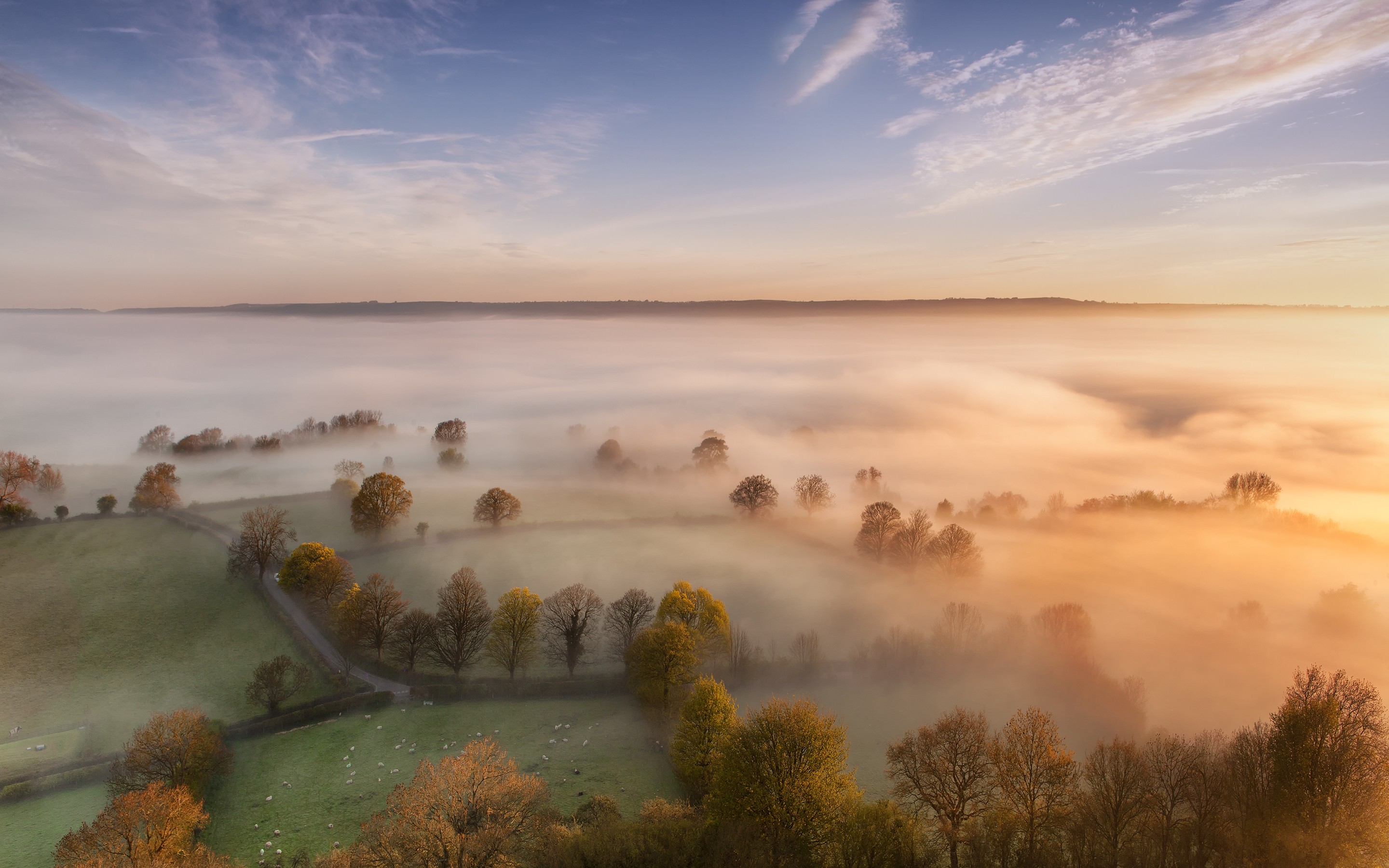 Misty English countryside with sheep and trees in fall HD Wallpaper