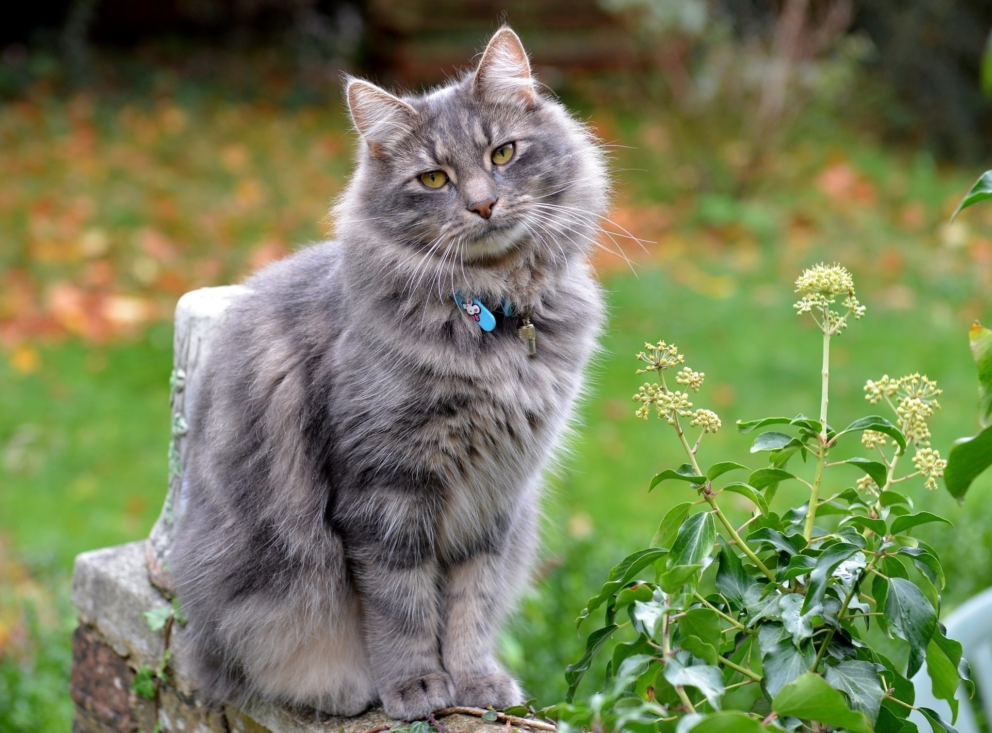 A fluffy grey cat sits on a stone ledge HD Wallpaper