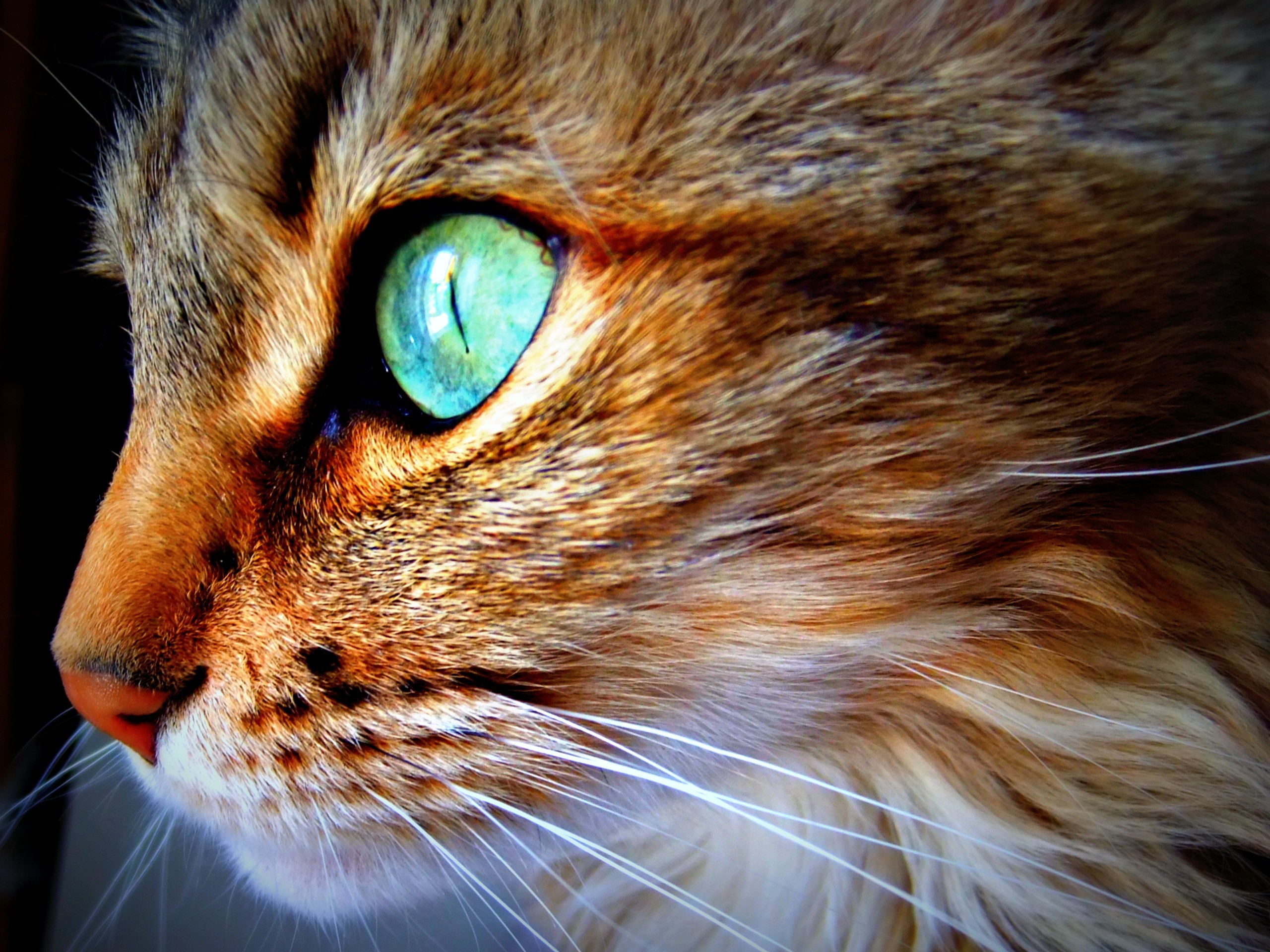 Close-up of a cat's face with green eyes HD Wallpaper