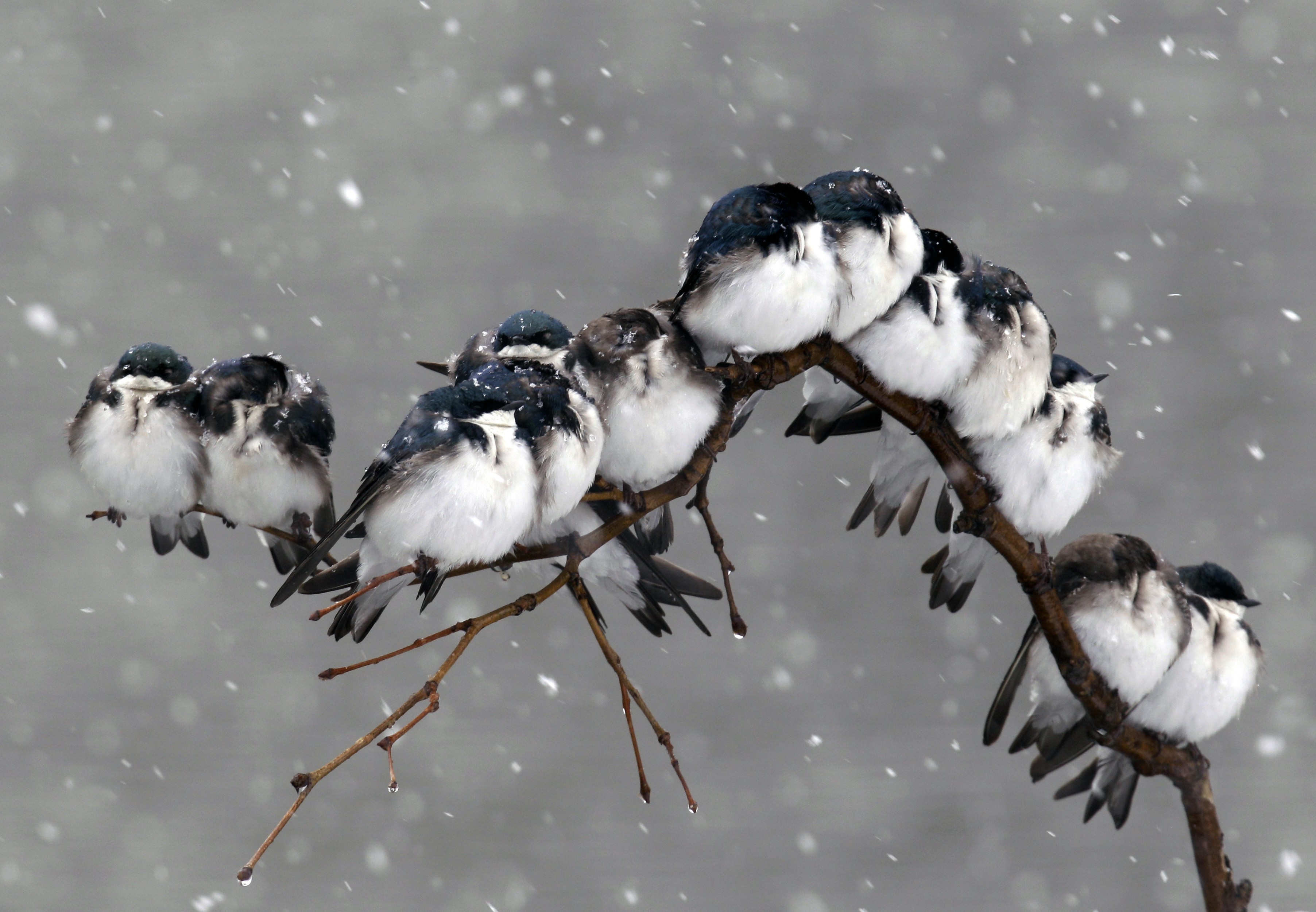 Birds huddled on a branch in the snow HD Wallpaper