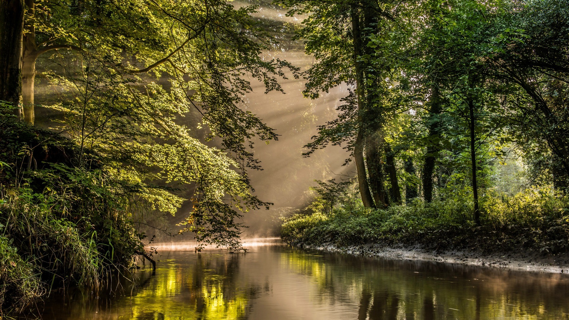Sunlight streams through a forest onto a river HD Wallpaper