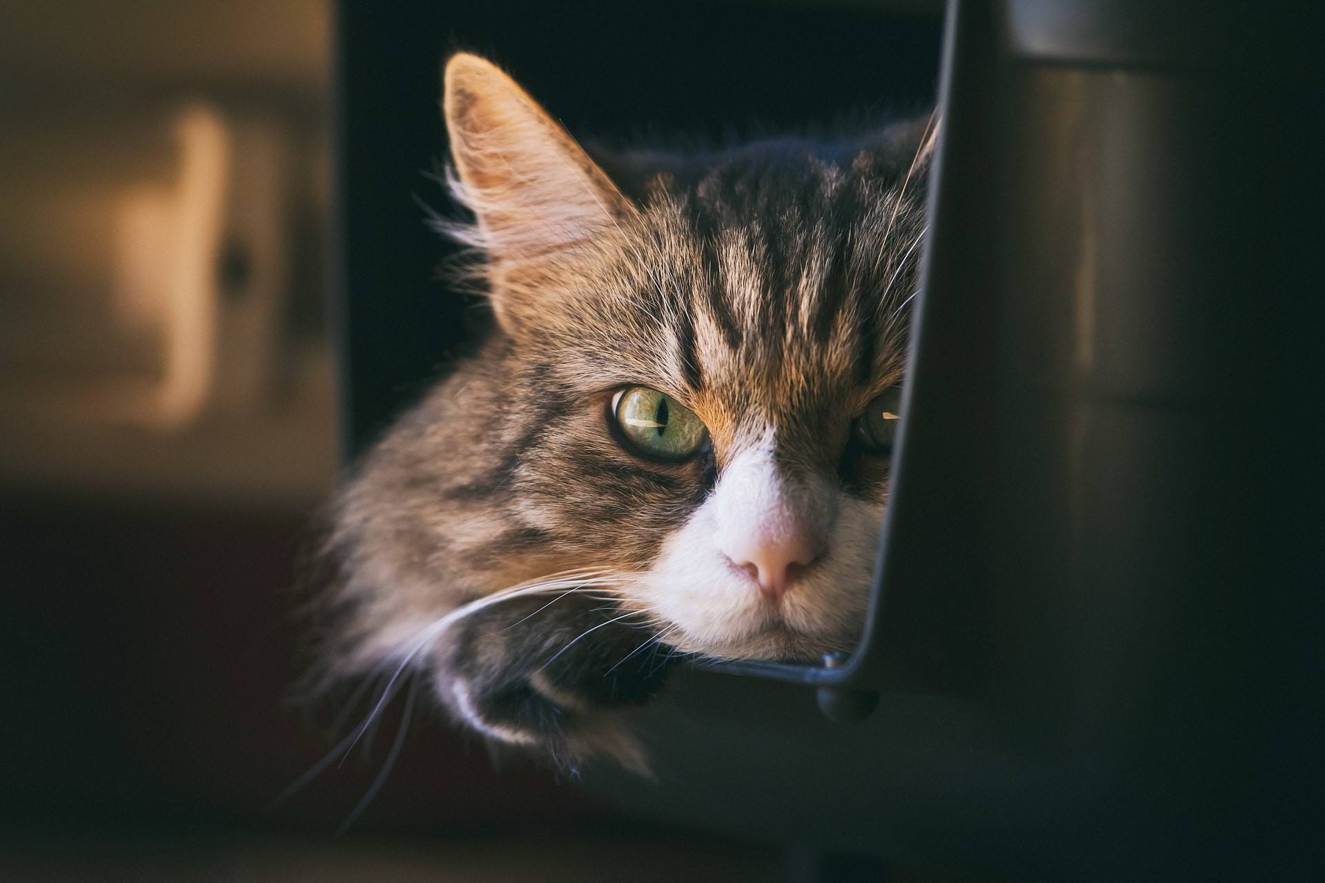 A tabby cat peeks out from a dark enclosure HD Wallpaper