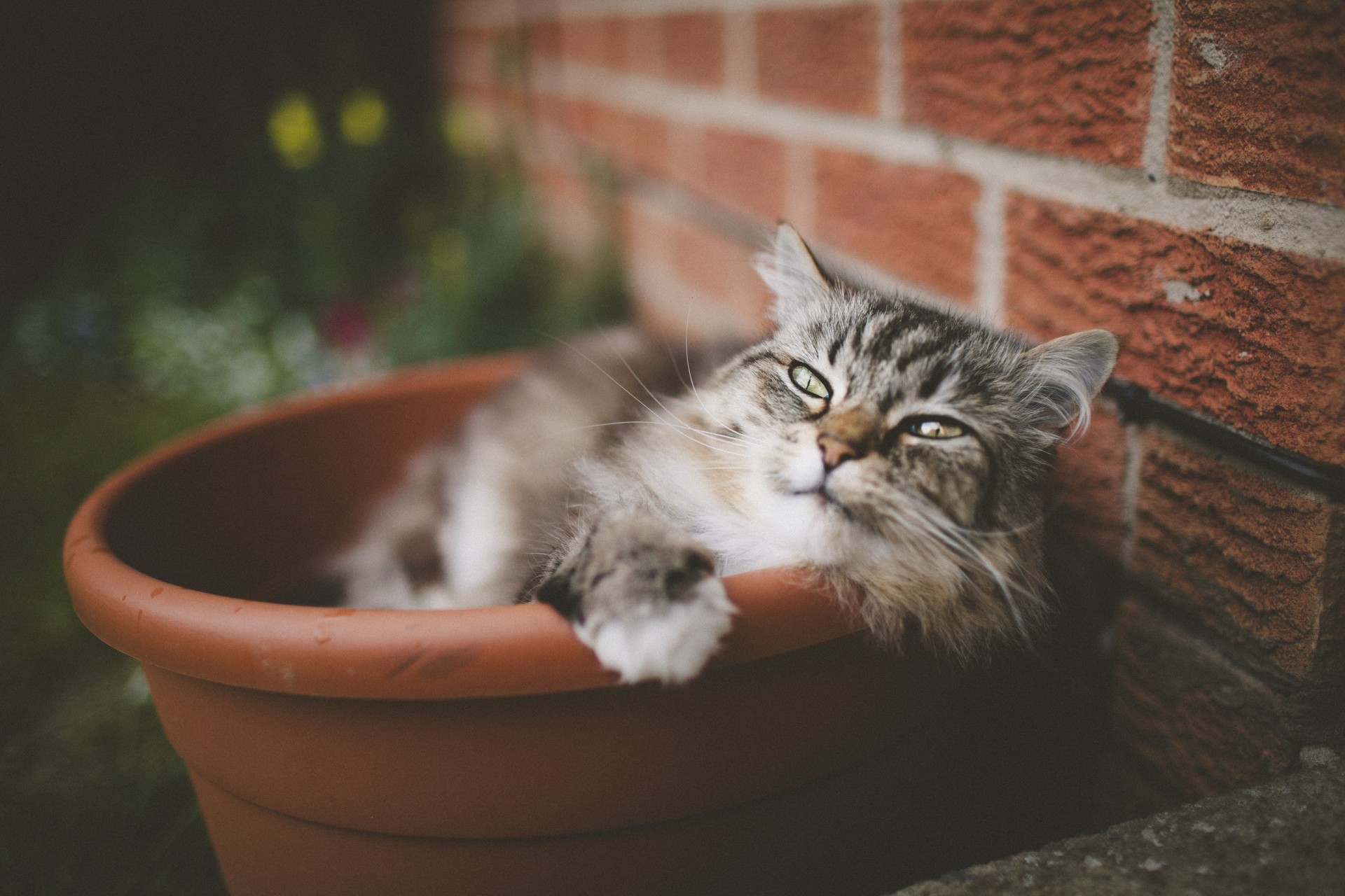 A cat rests in a flowerpot near a brick wall HD Wallpaper
