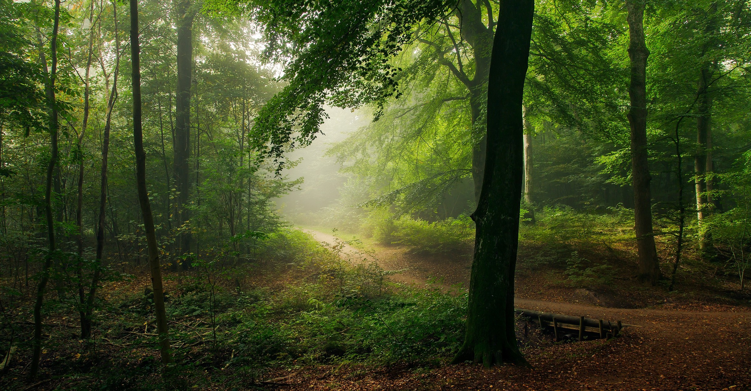 Misty forest path with sunlight filtering through trees HD Wallpaper