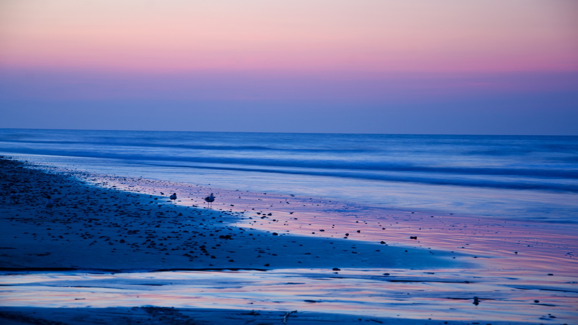 Seagulls on a beach at sunset HD Wallpaper