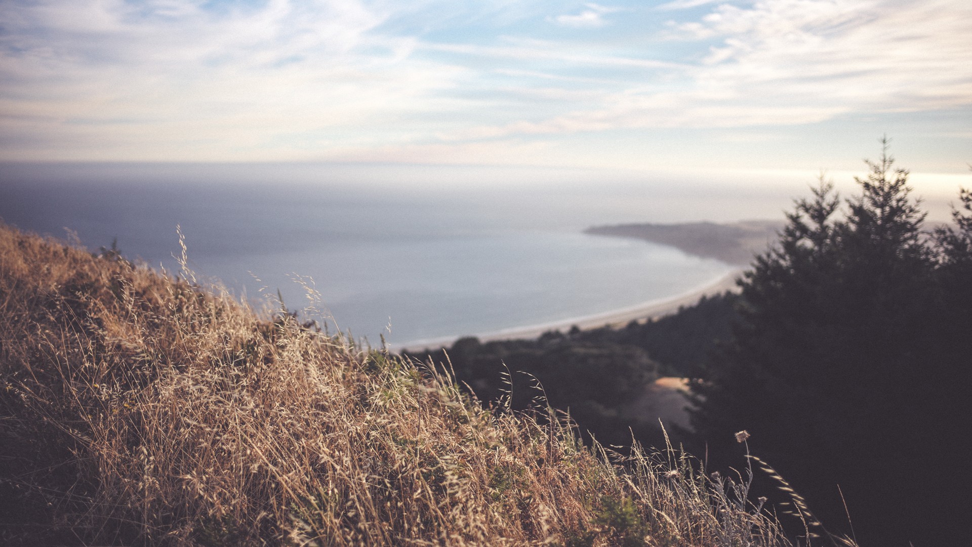 Coastal view with dry grass and trees overlooking the ocean HD Wallpaper