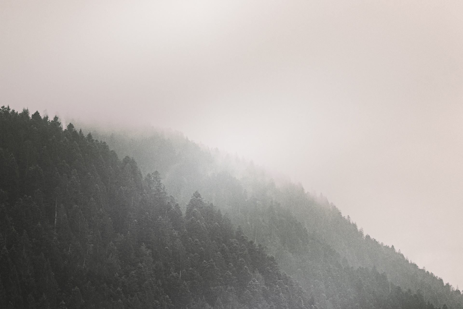 Misty forest on a mountain slope HD Wallpaper