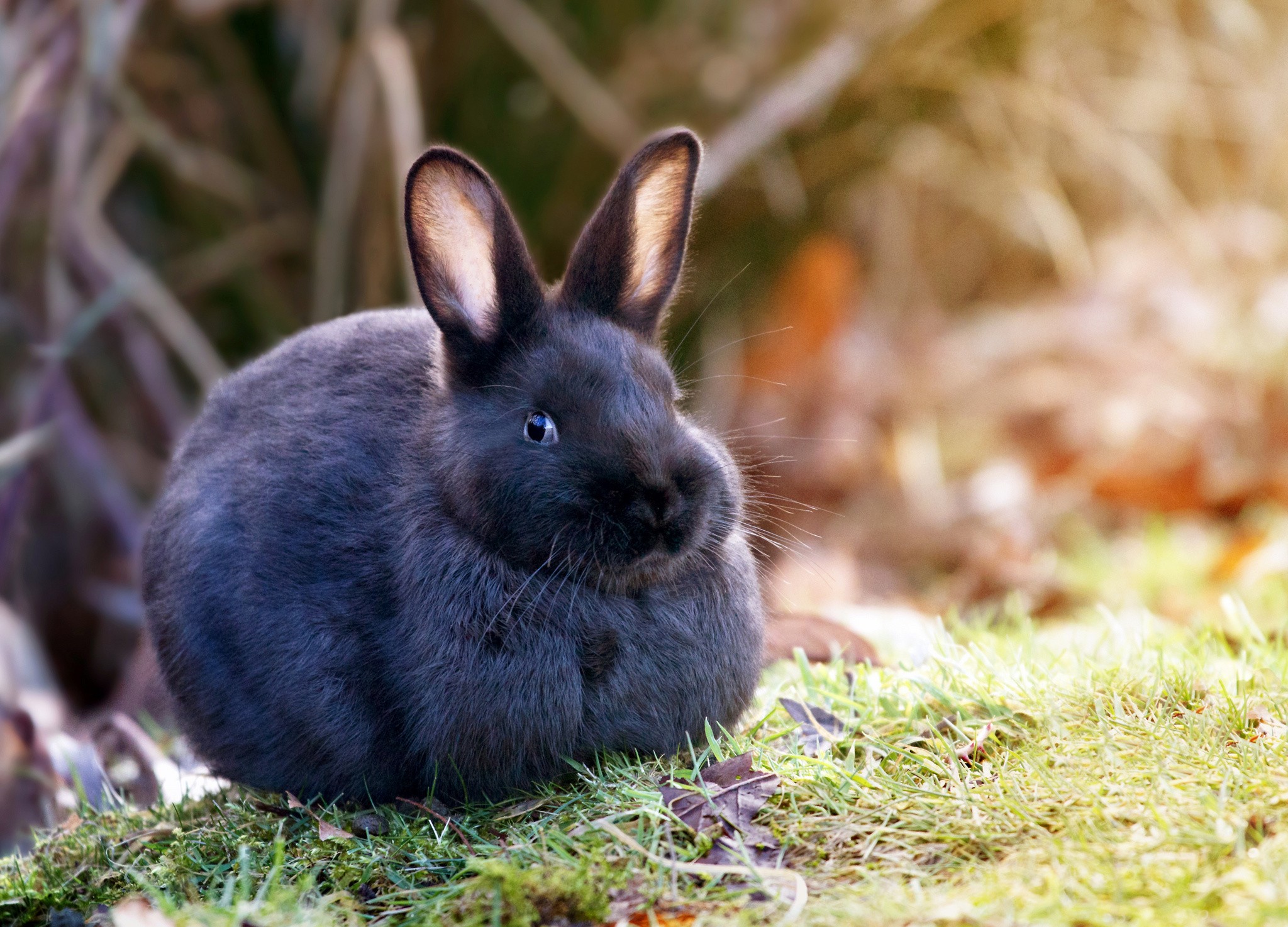 A fluffy black rabbit sits on grass HD Wallpaper