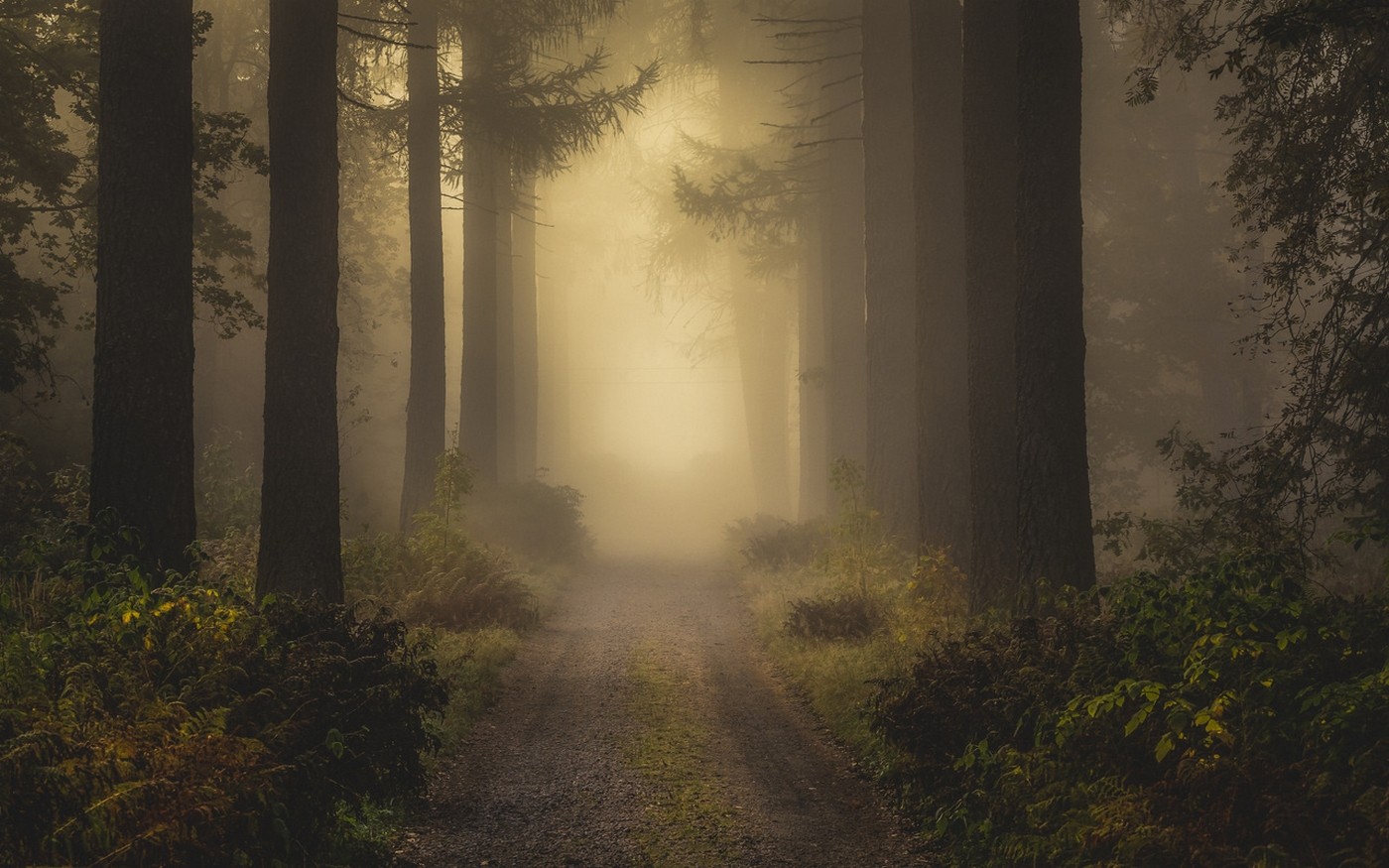 Misty forest path with tall trees and shrubs HD Wallpaper