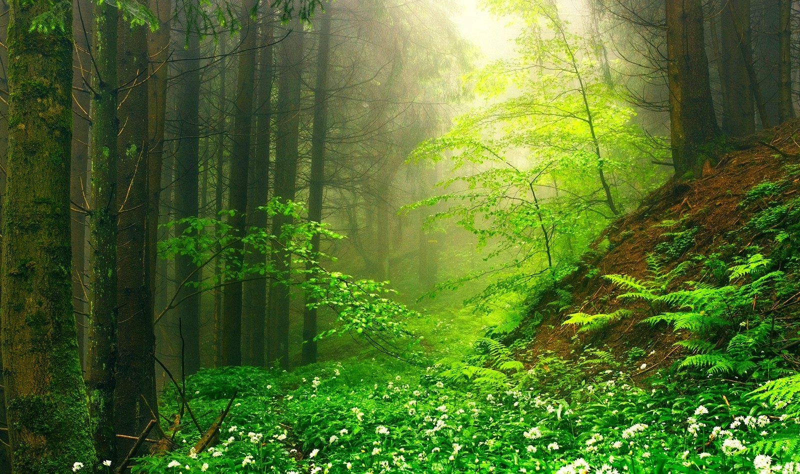 Misty green forest with wildflowers and ferns HD Wallpaper