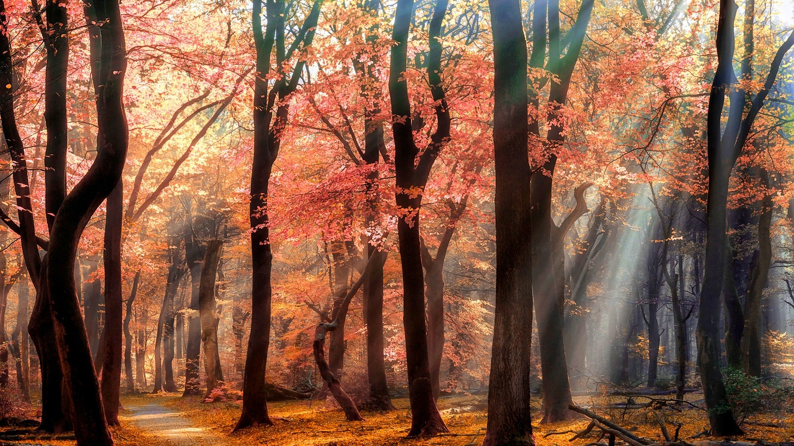 Sun rays filtering through autumn trees in a forest HD Wallpaper