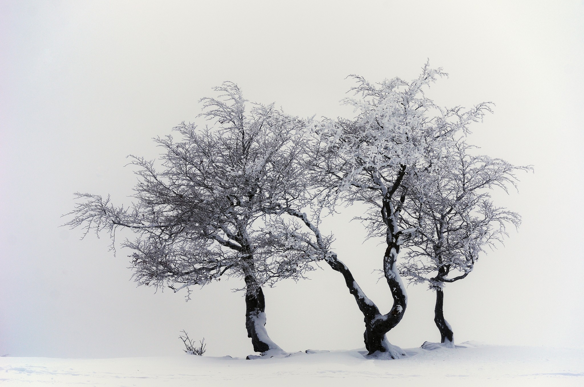 Three snow-covered trees in a winter landscape HD Wallpaper