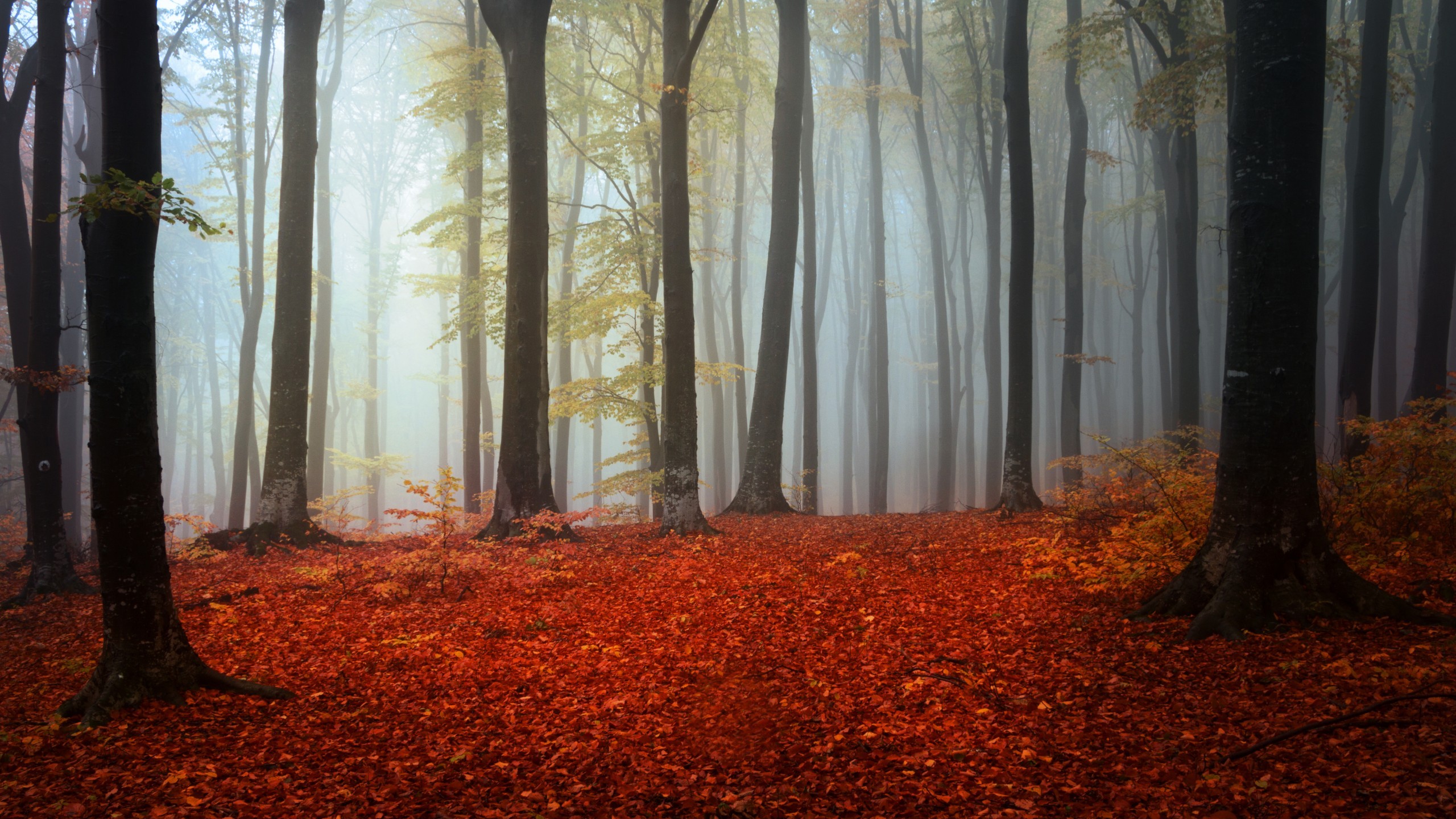Misty forest floor covered in red fall leaves HD Wallpaper
