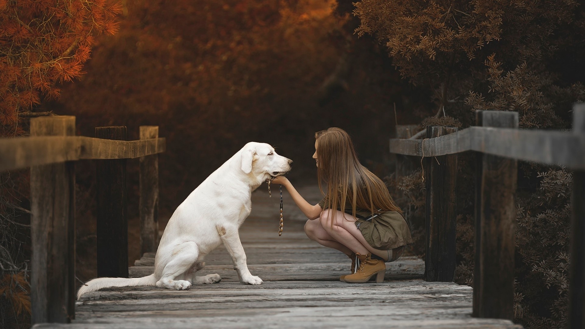 Girl with Labrador Retriever on a wooden bridge HD Wallpaper