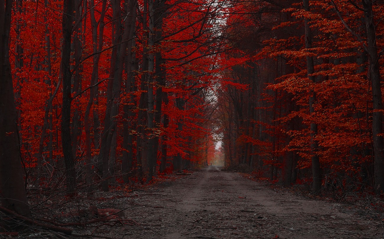 forest, red, landscape, trees, fall, path, nature, dirt road HD Wallpaper