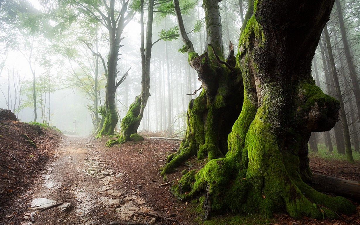 Moss-covered trees line a misty forest path HD Wallpaper