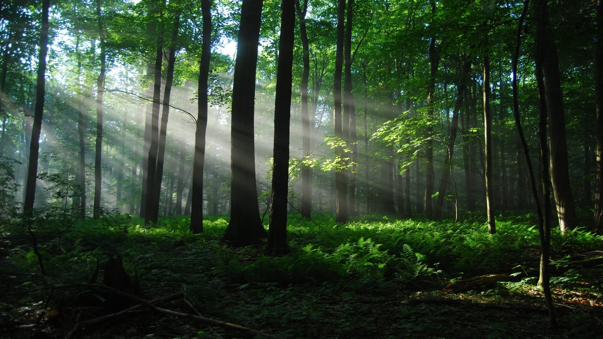 Sunlight streams through a dense forest with ferns HD Wallpaper