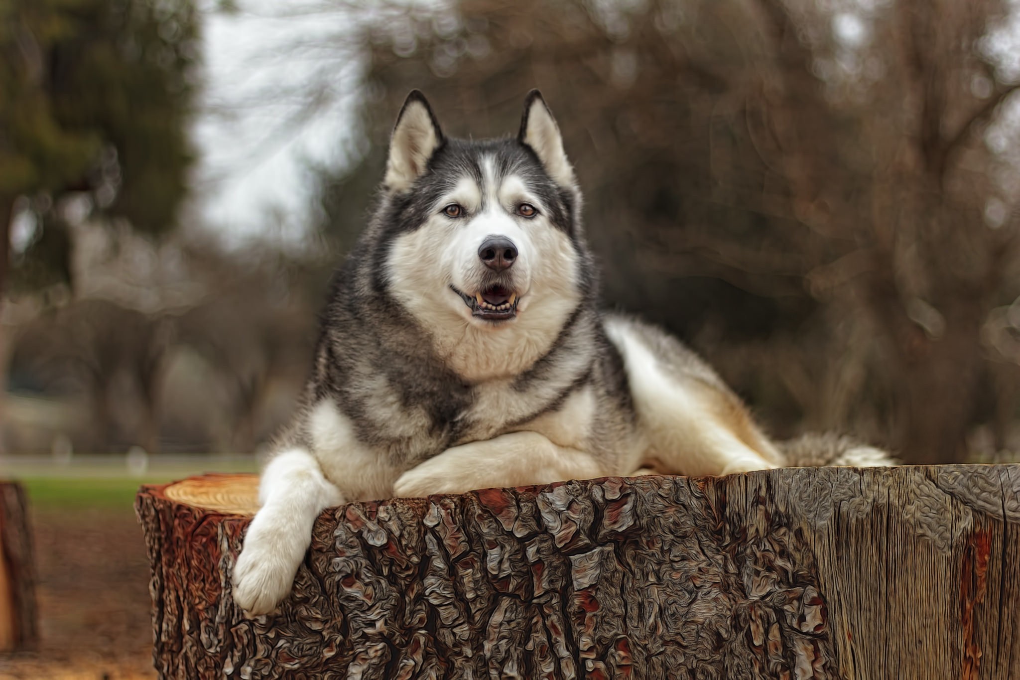 Husky dog lying on a tree stump HD Wallpaper