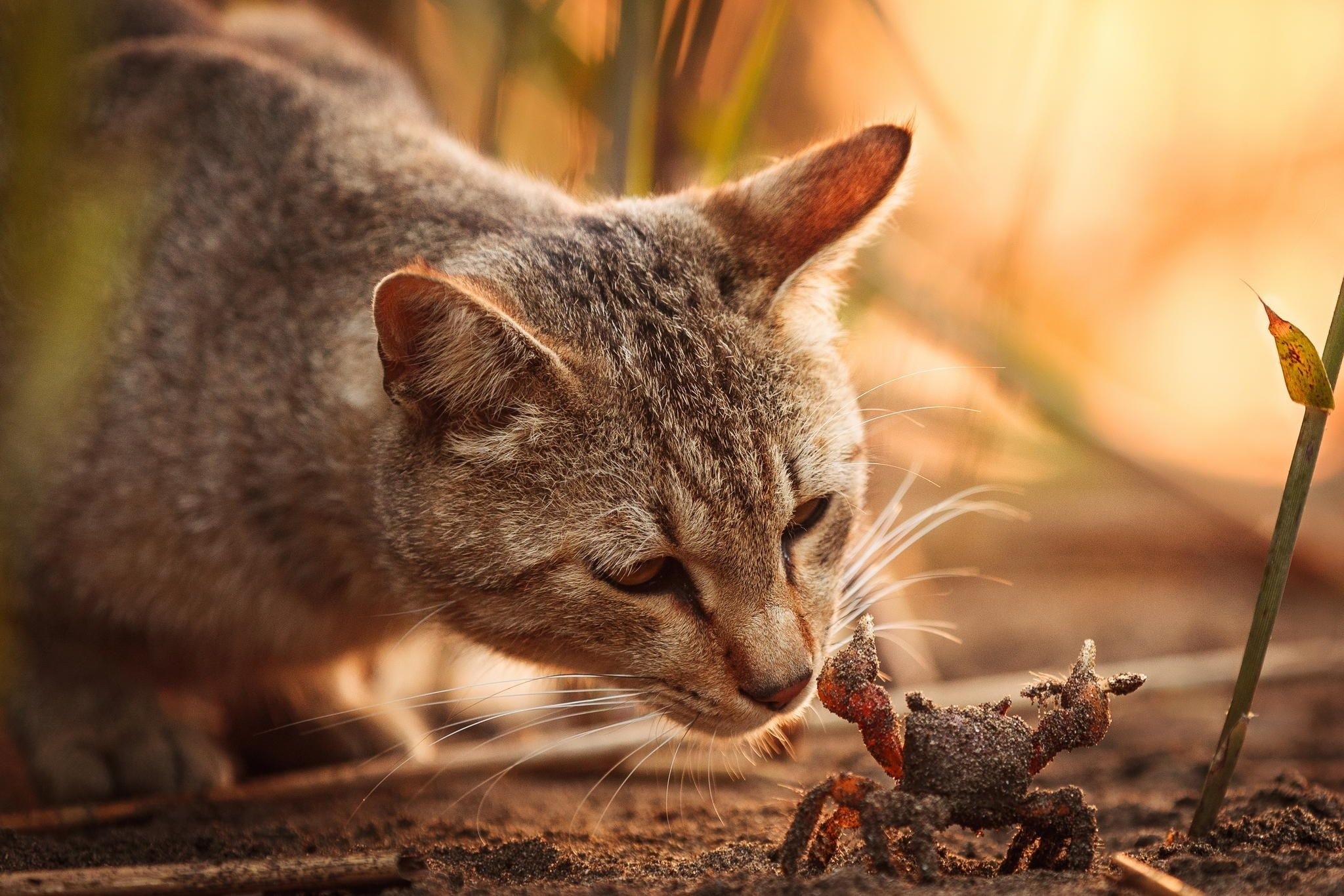 A cat curiously inspects a small crab on the ground. HD Wallpaper