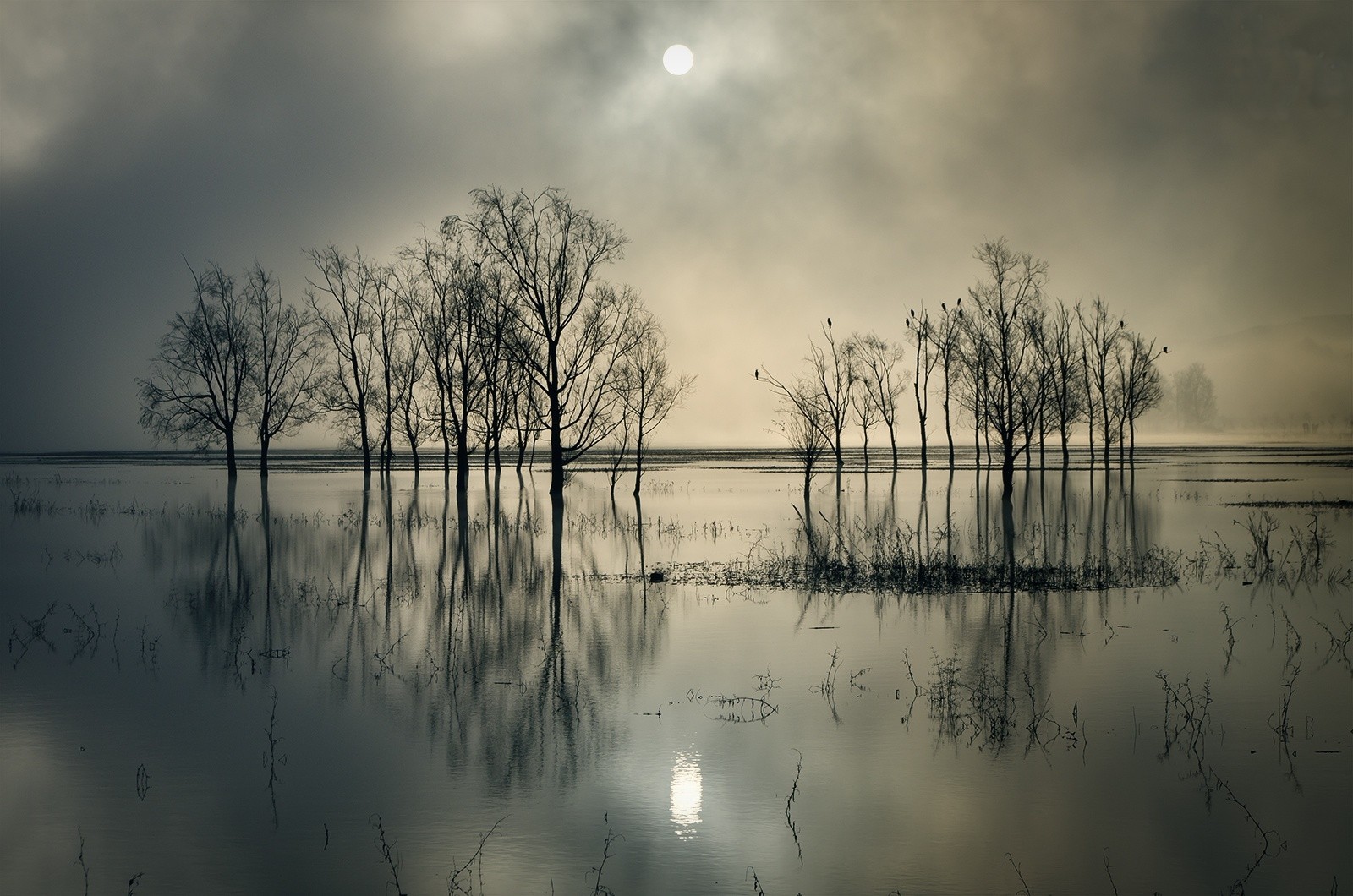 Bare trees reflected in calm water under a hazy sun HD Wallpaper
